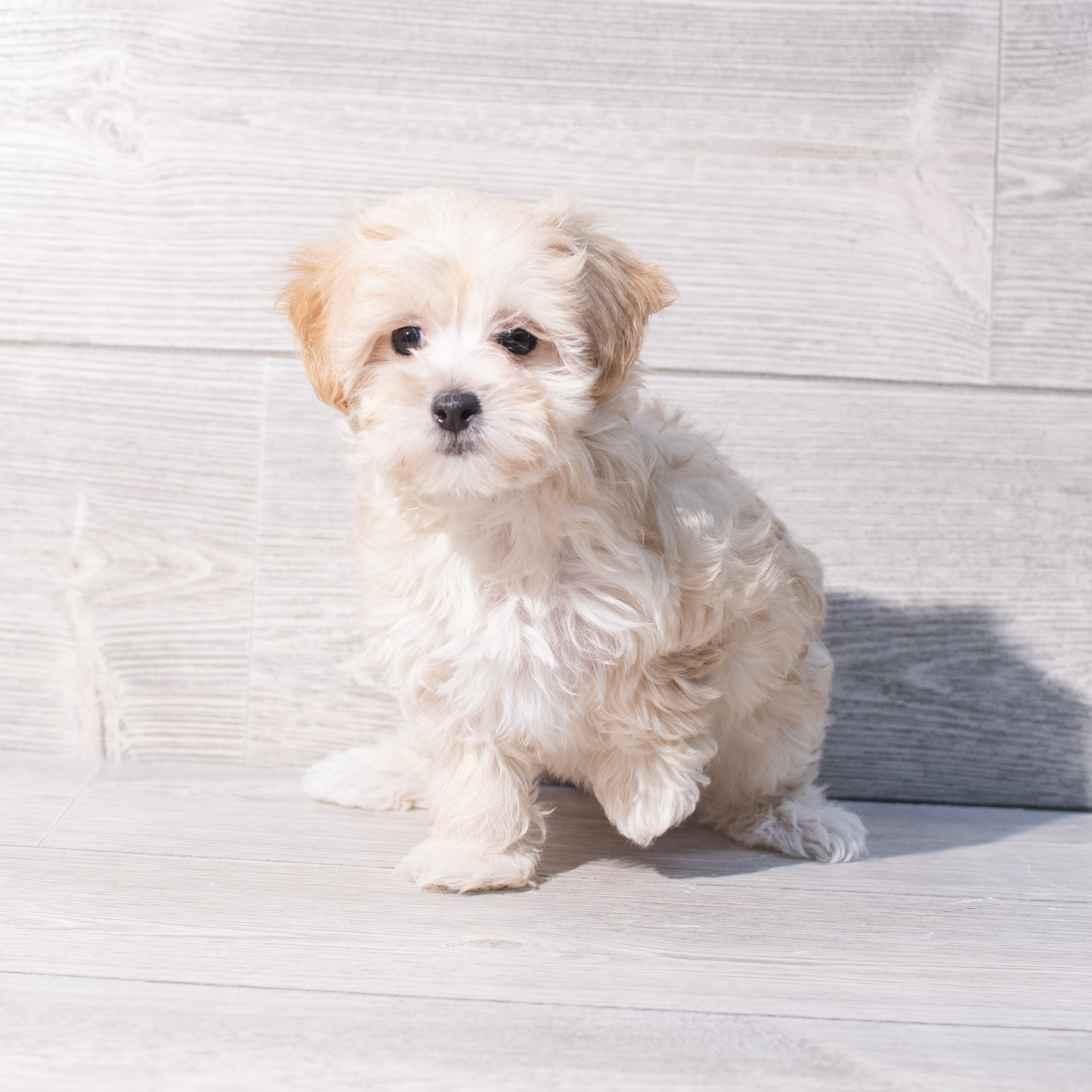 Maltipoo (F) 2013 Image #1