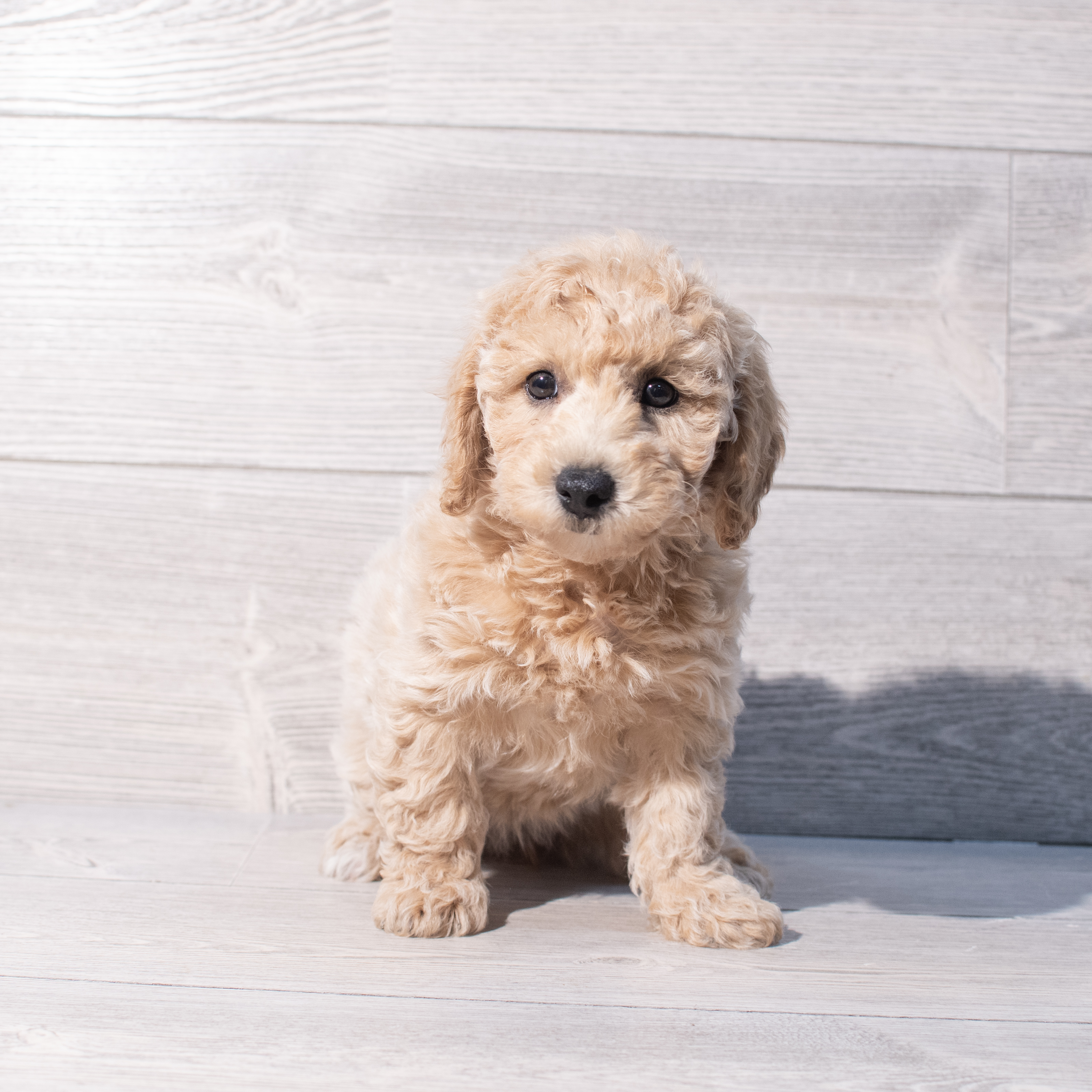 Poochon (F) 2015 Image #1