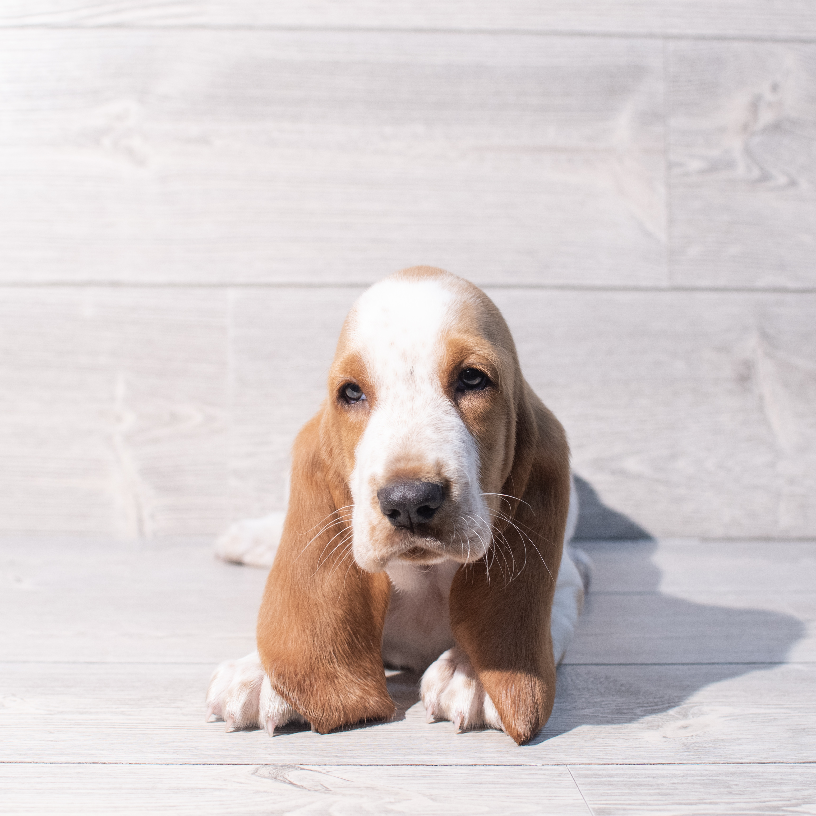Basset Hound (M) 2017 Image #1