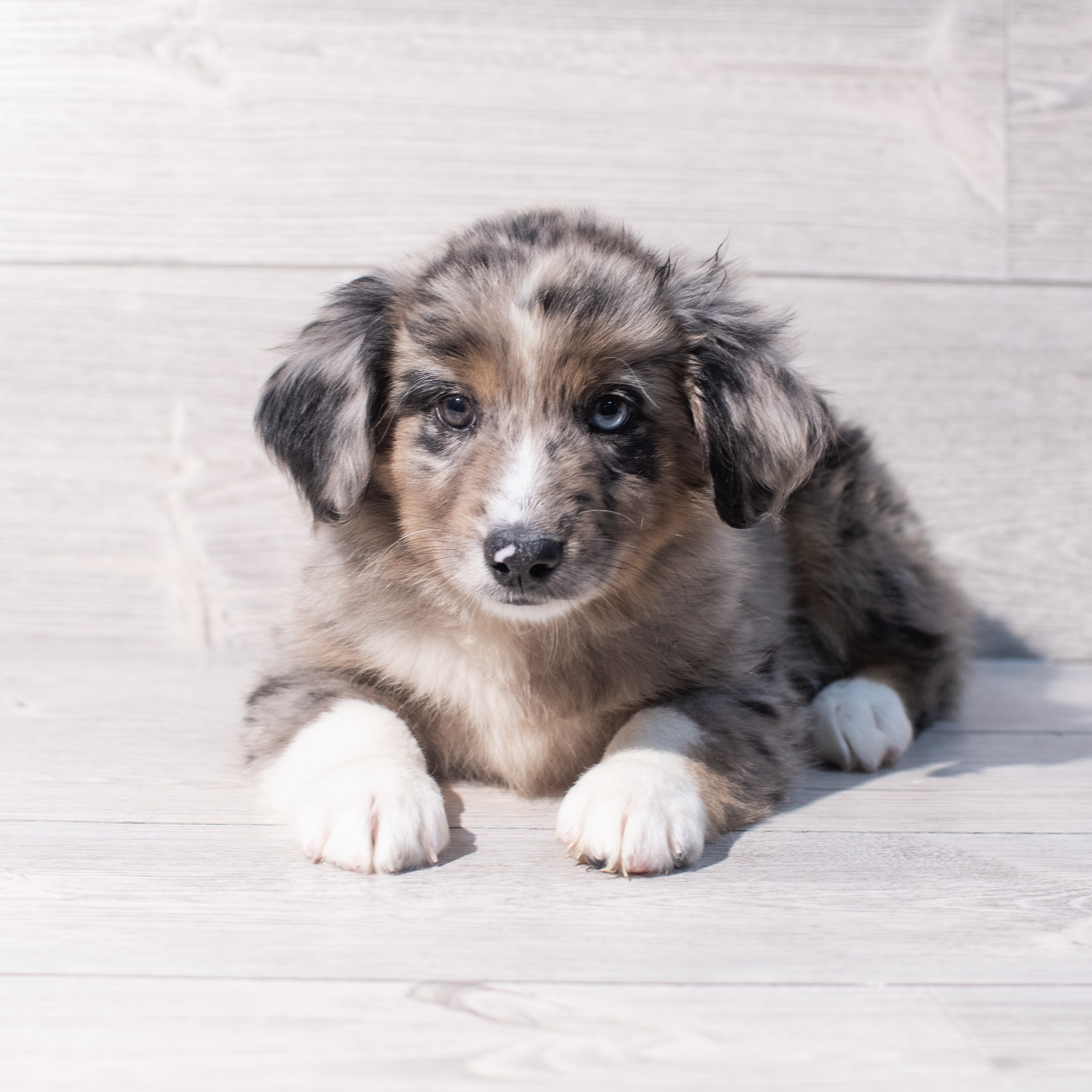 Miniature Australian Shepherd (M) 2018 Image #1