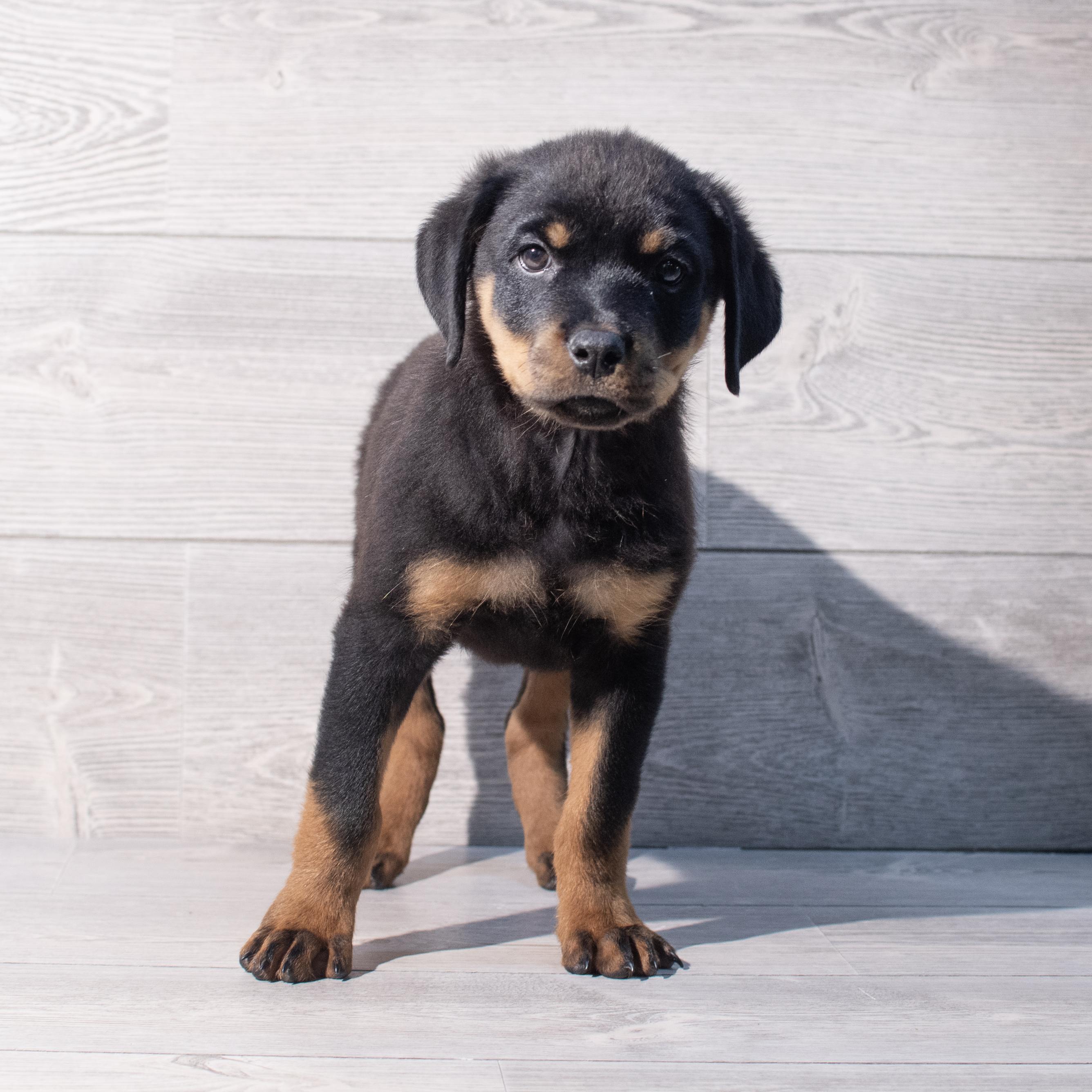 Rottweiler (F) 2011 Image #1