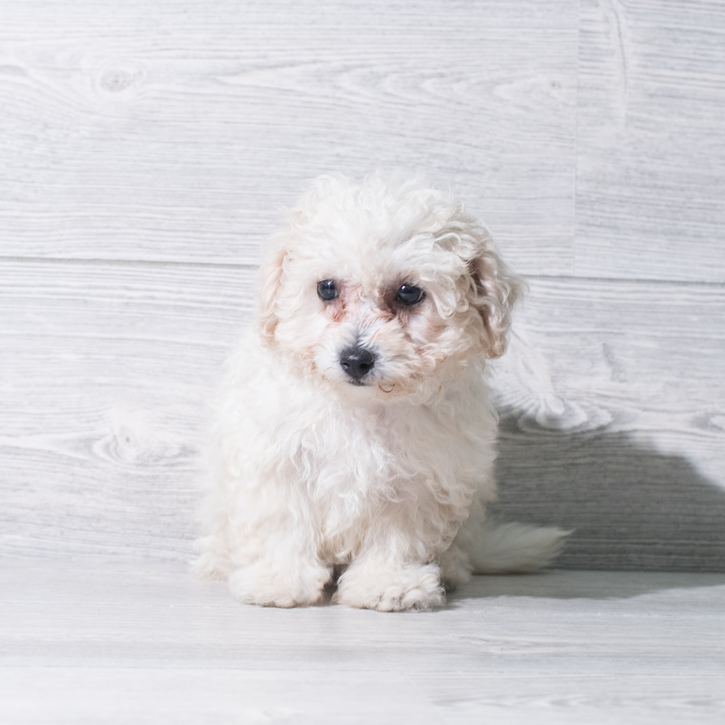 Bichapoo (F) 5422 Image #1