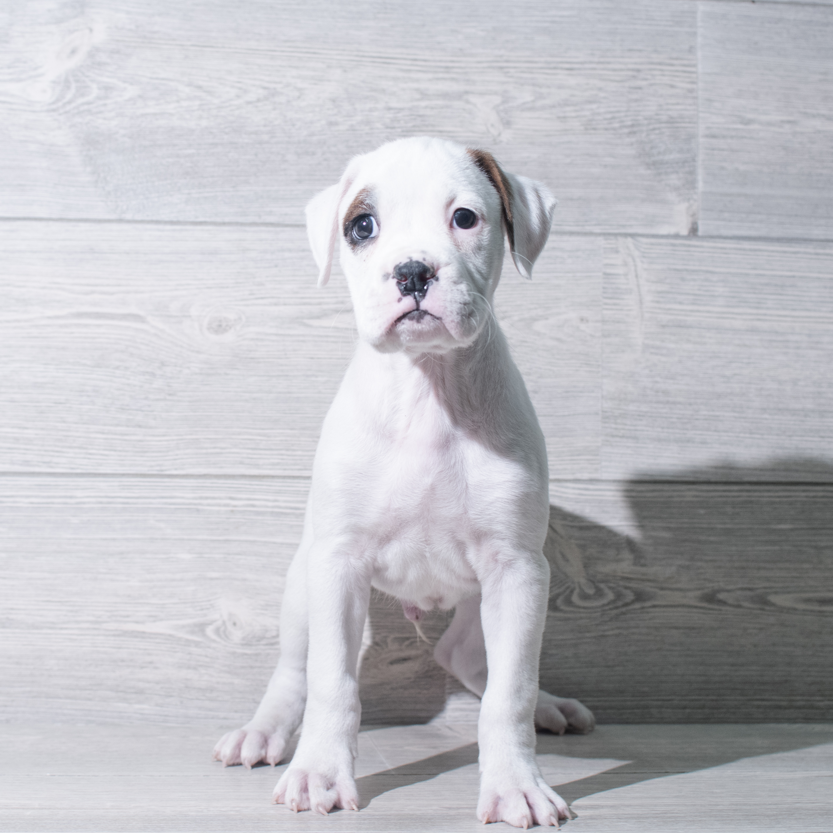 Boxer (M) 5423 Image #1