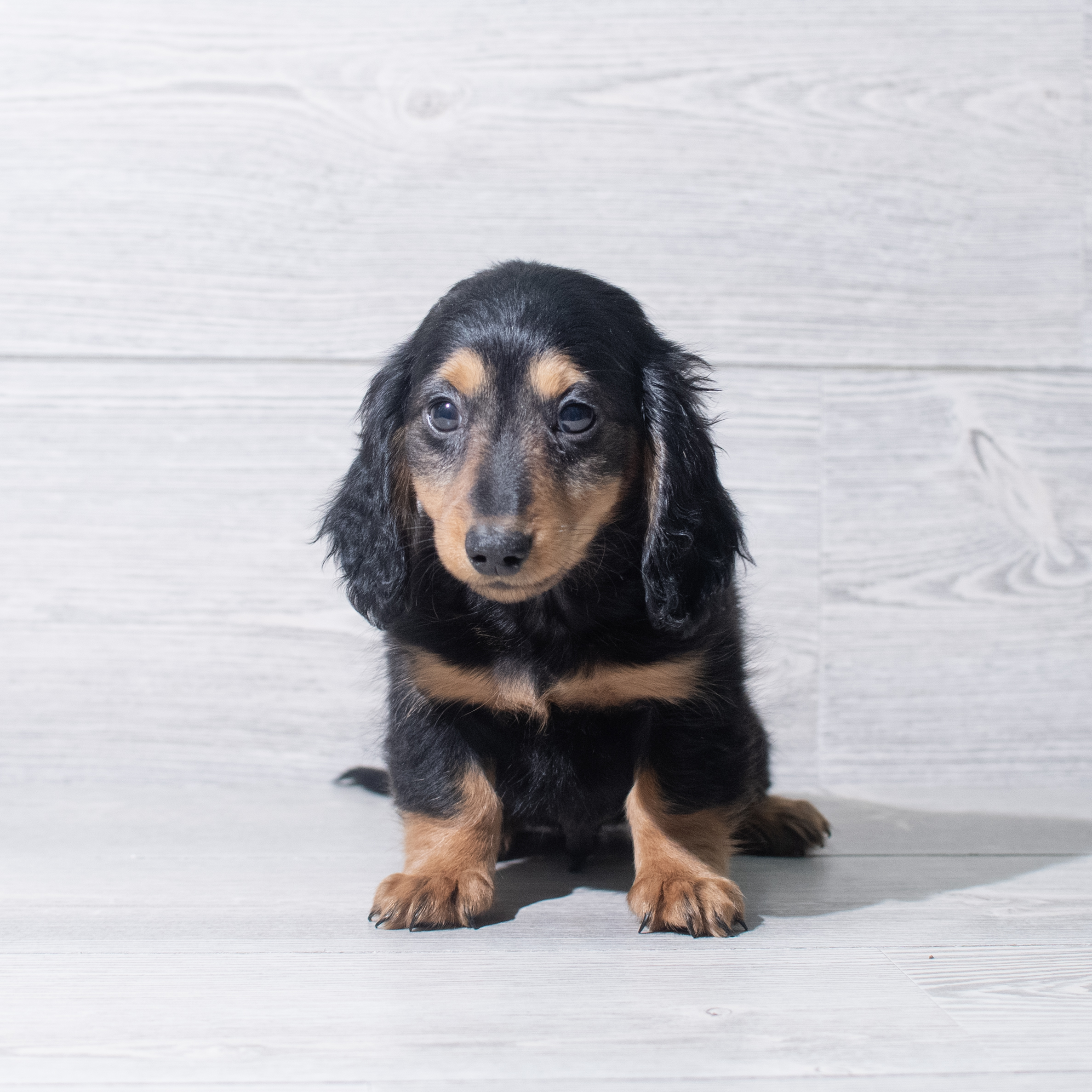 Dachshund (M) 5427 Image #1