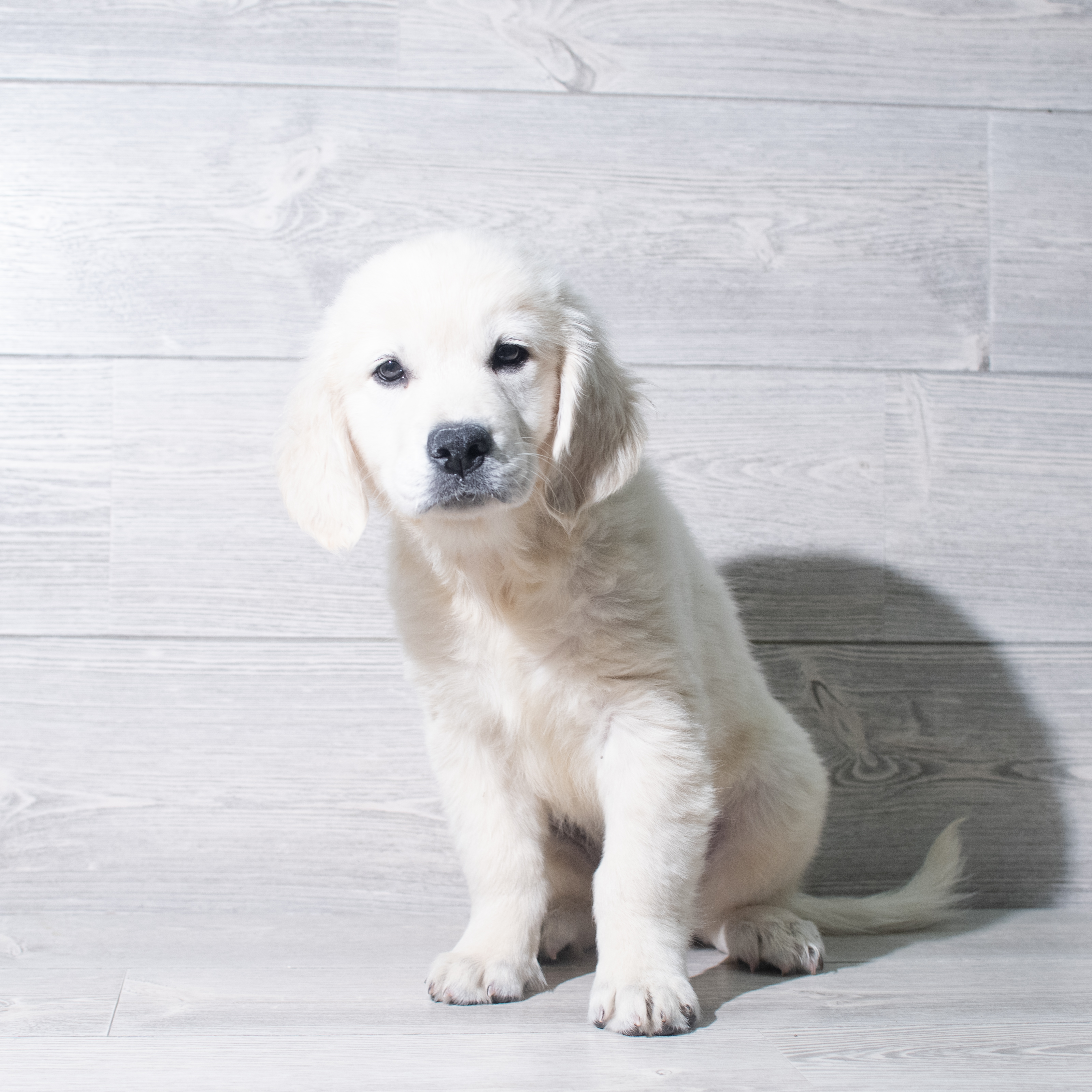 Golden Retriever (M) 5428 Image #1