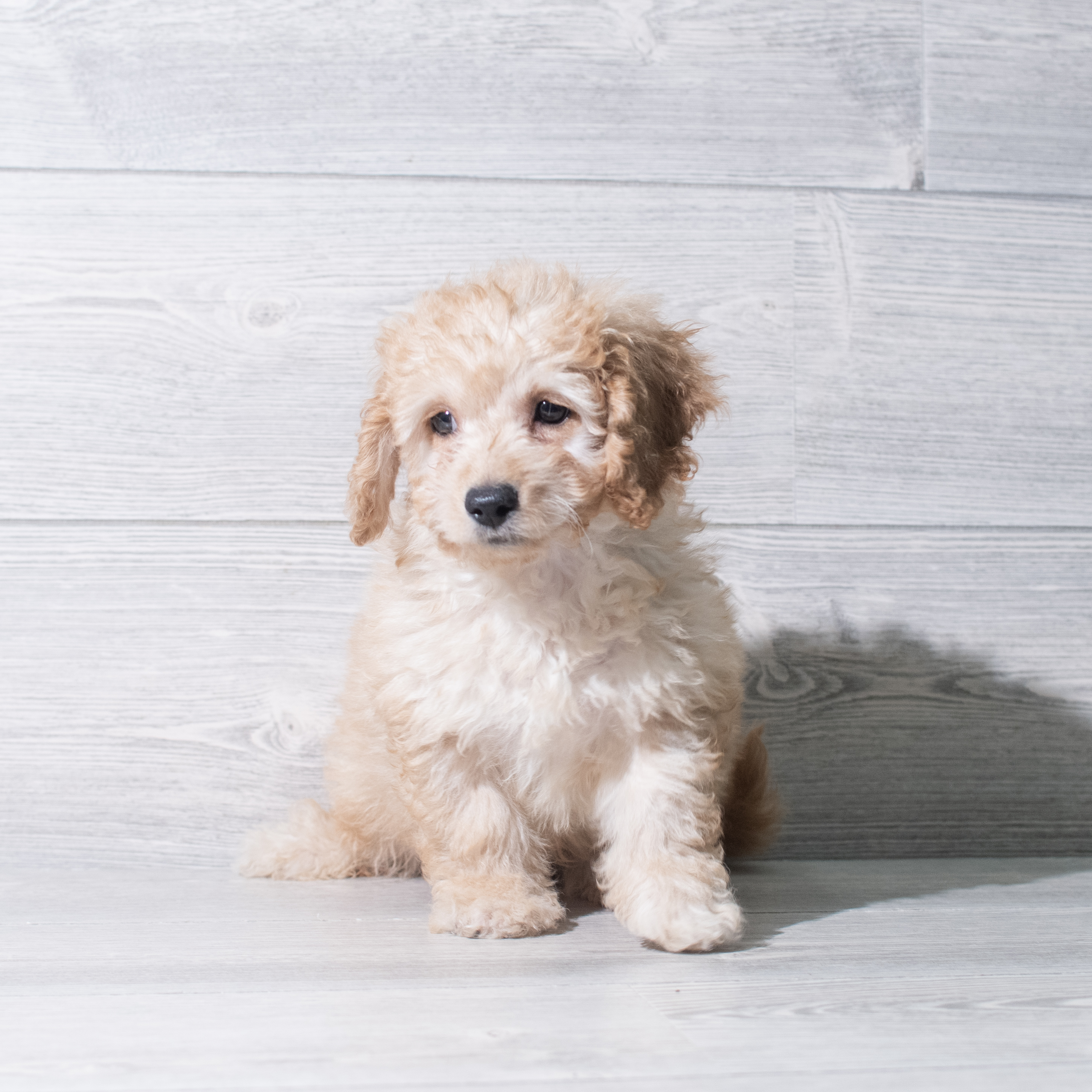 Goldendoodle Mini 2nd Gen (M) 5429 Image #1