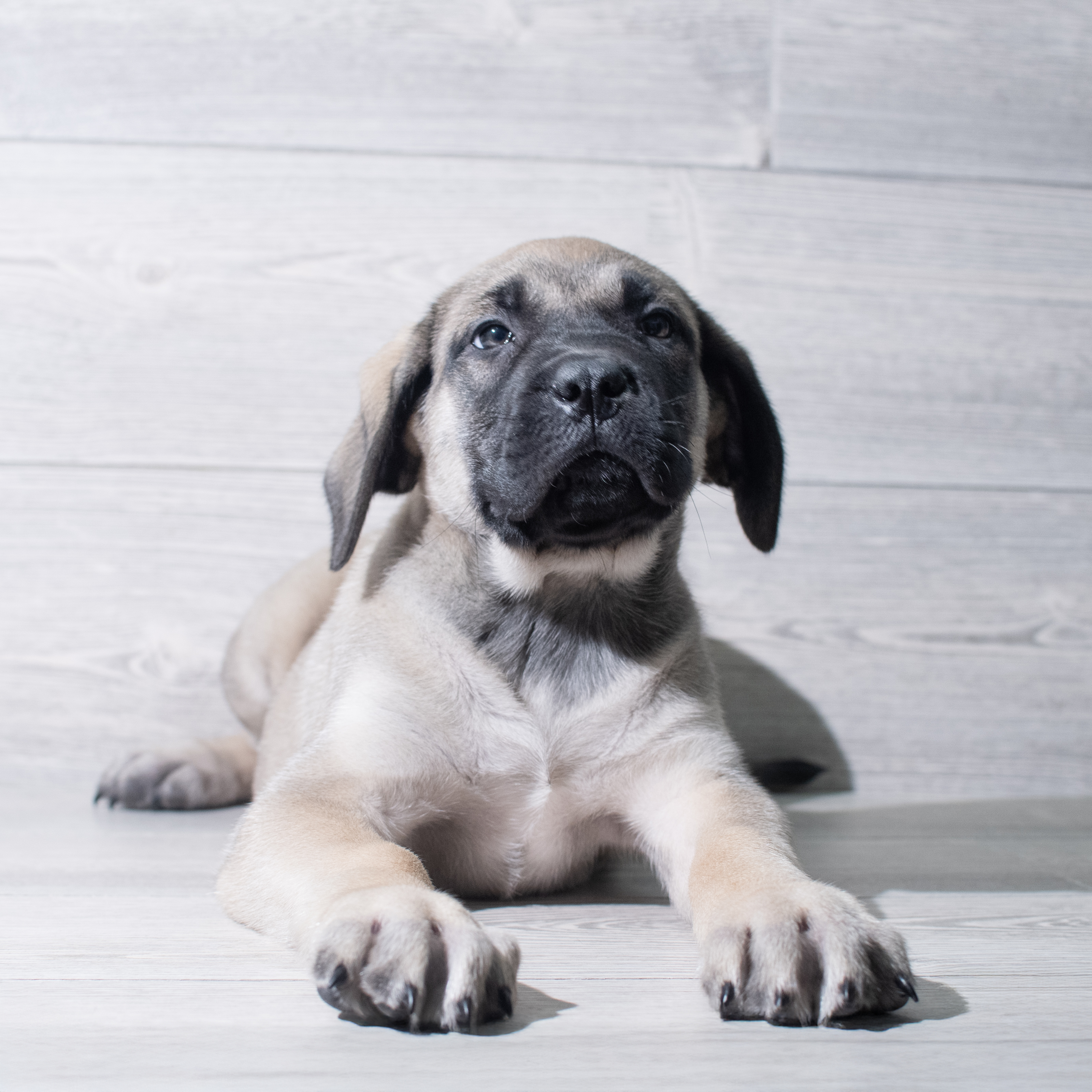 Mastiff (F) 5431 Image #1