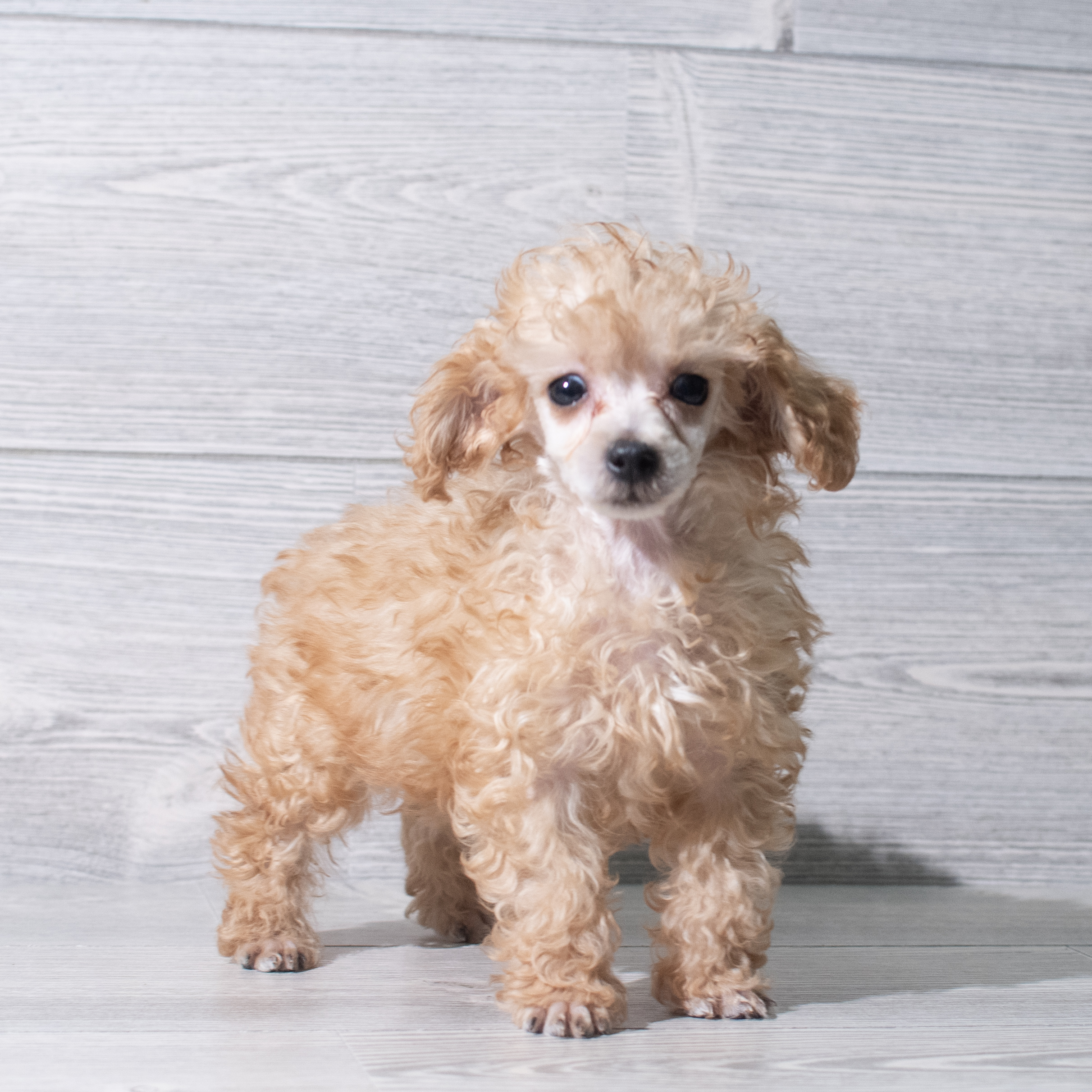 Poodle (F) 5432 Image #1