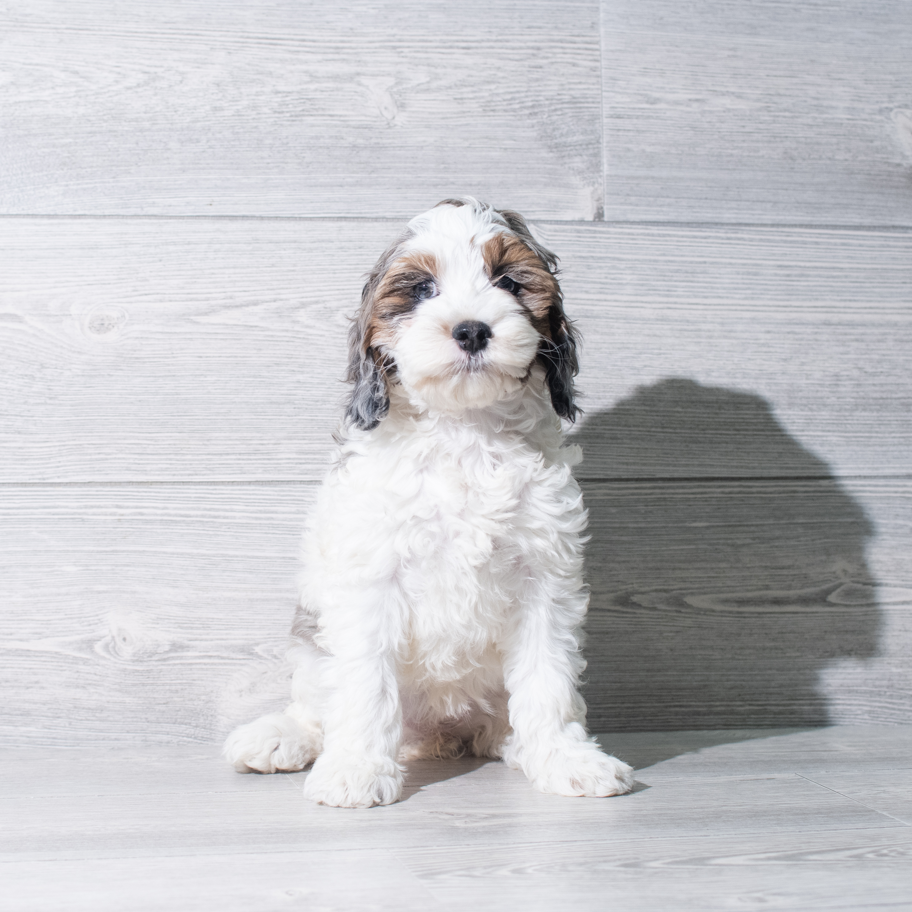 Cockapoo (F) 5433 Image #1