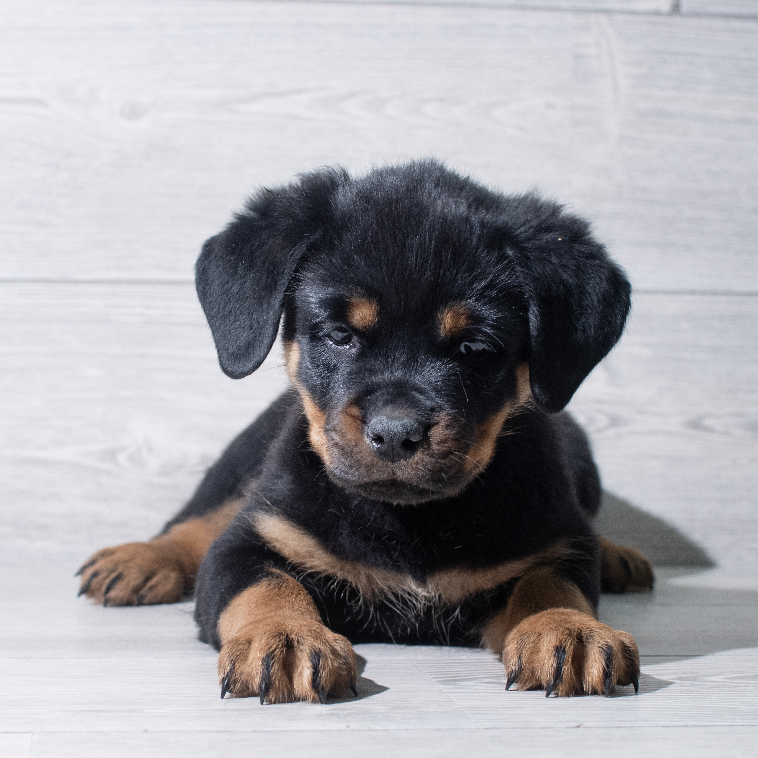 Rottweiler (F) 5434 Image #1