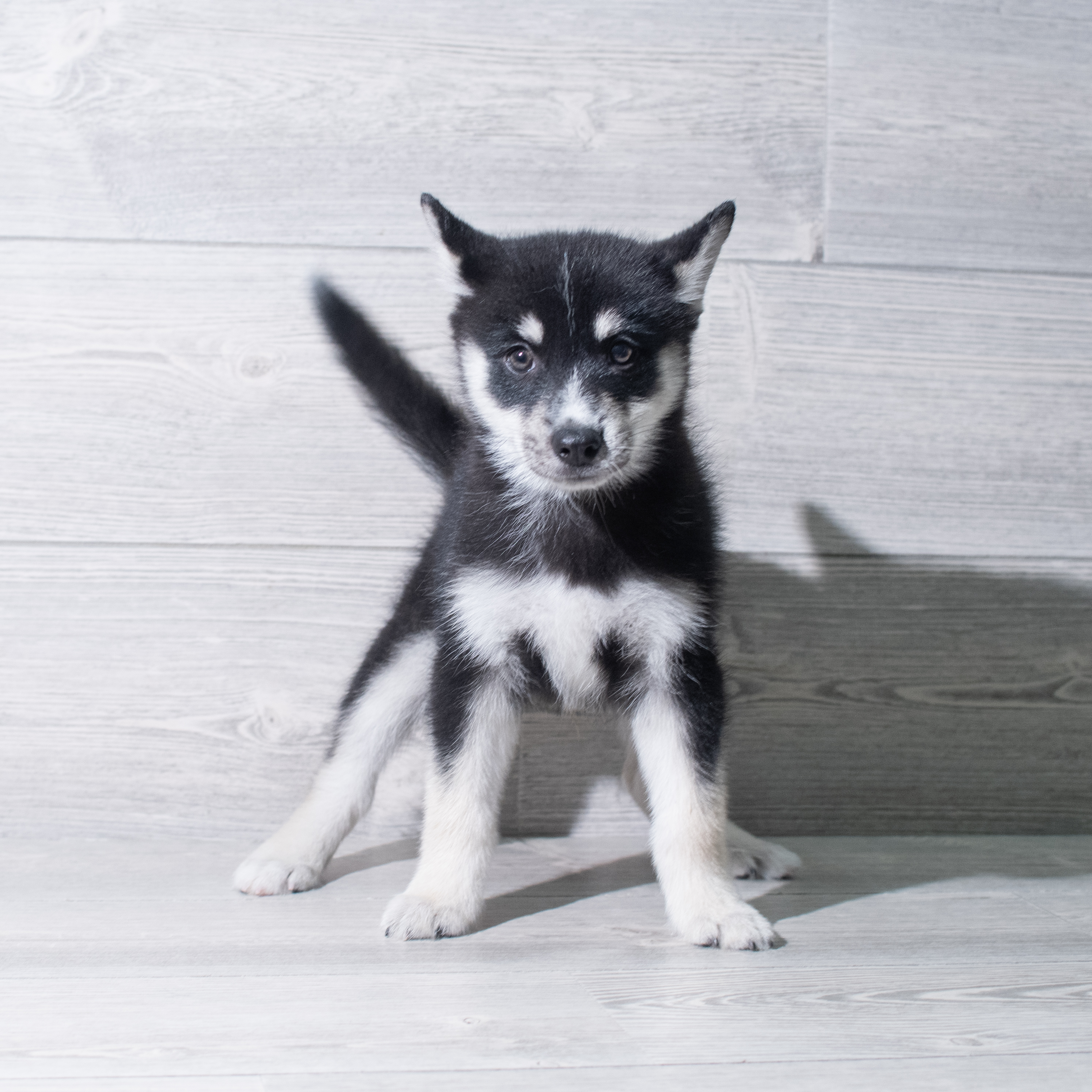 Pomsky (M) 5435 Image #1