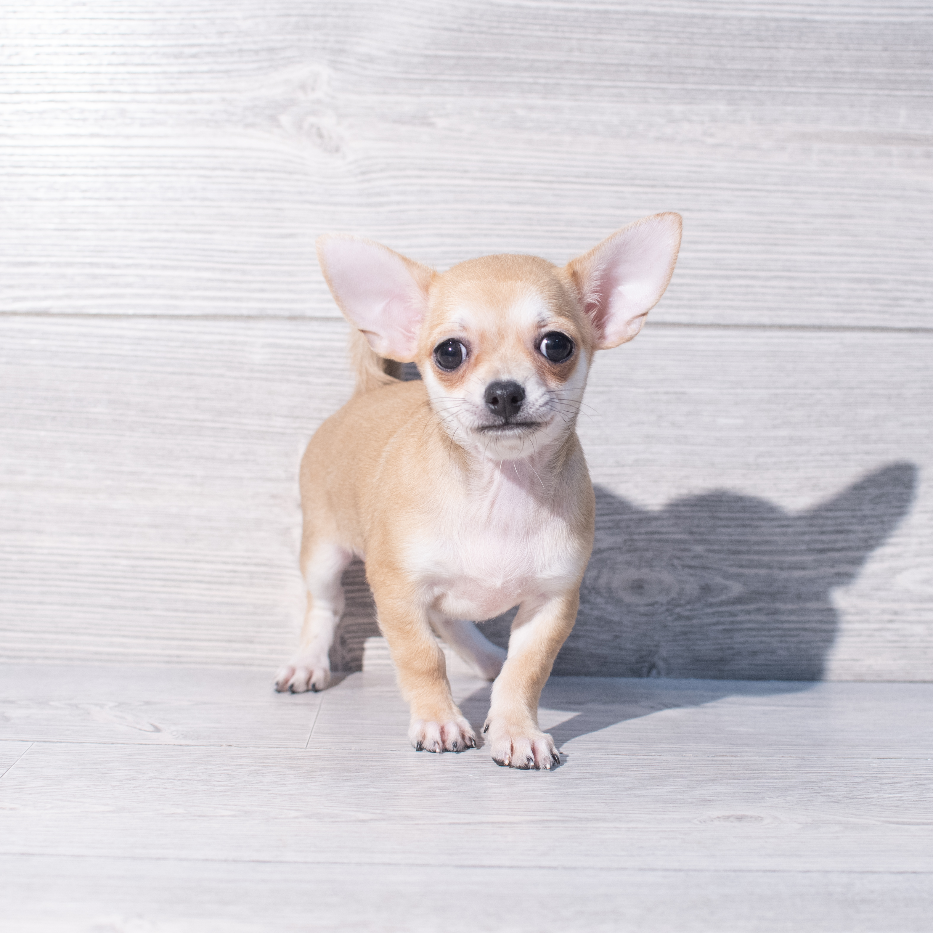 Chihuahua (F) 2020 Image #1