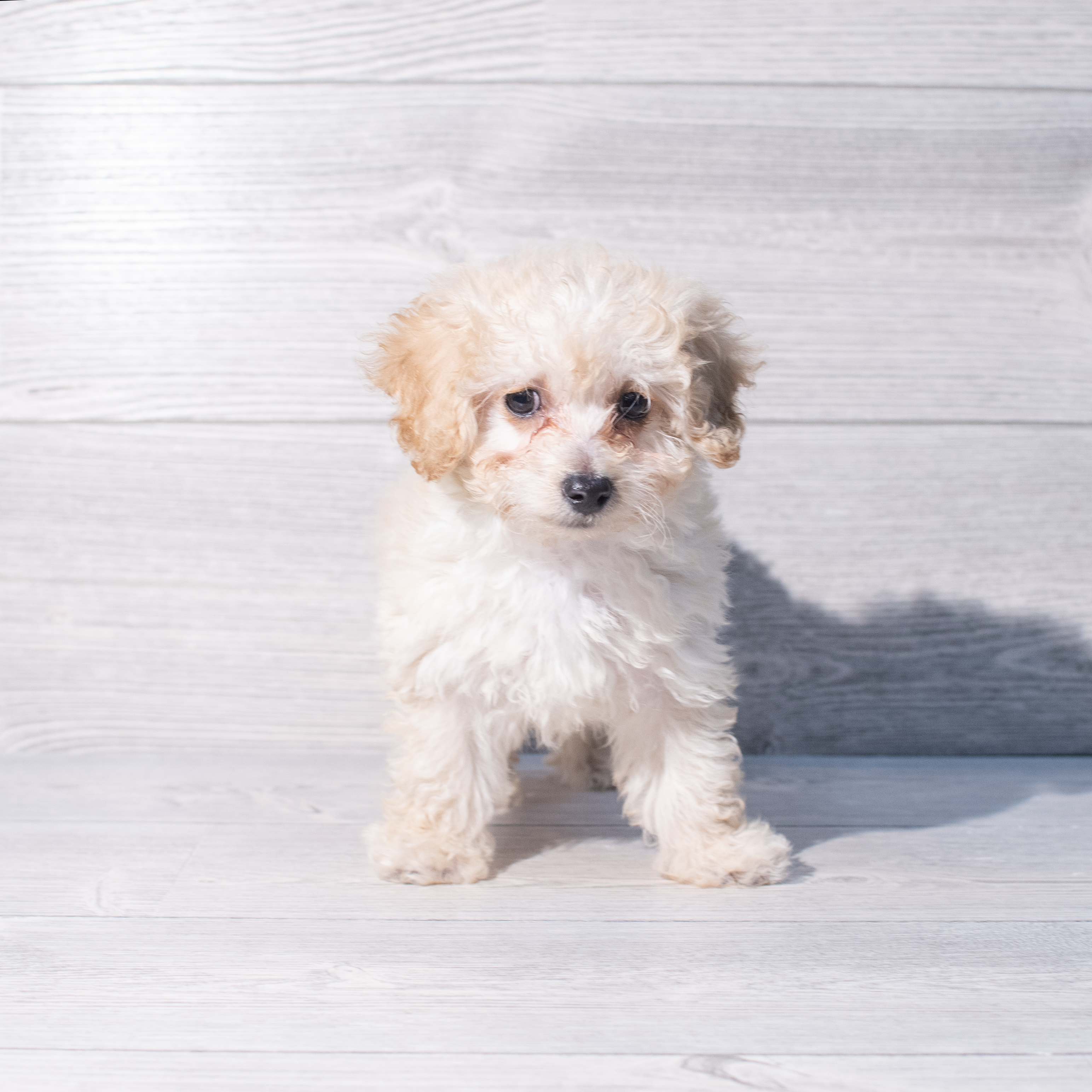 Goldendoodle Mini 2nd Gen (M) 2021 Image #1