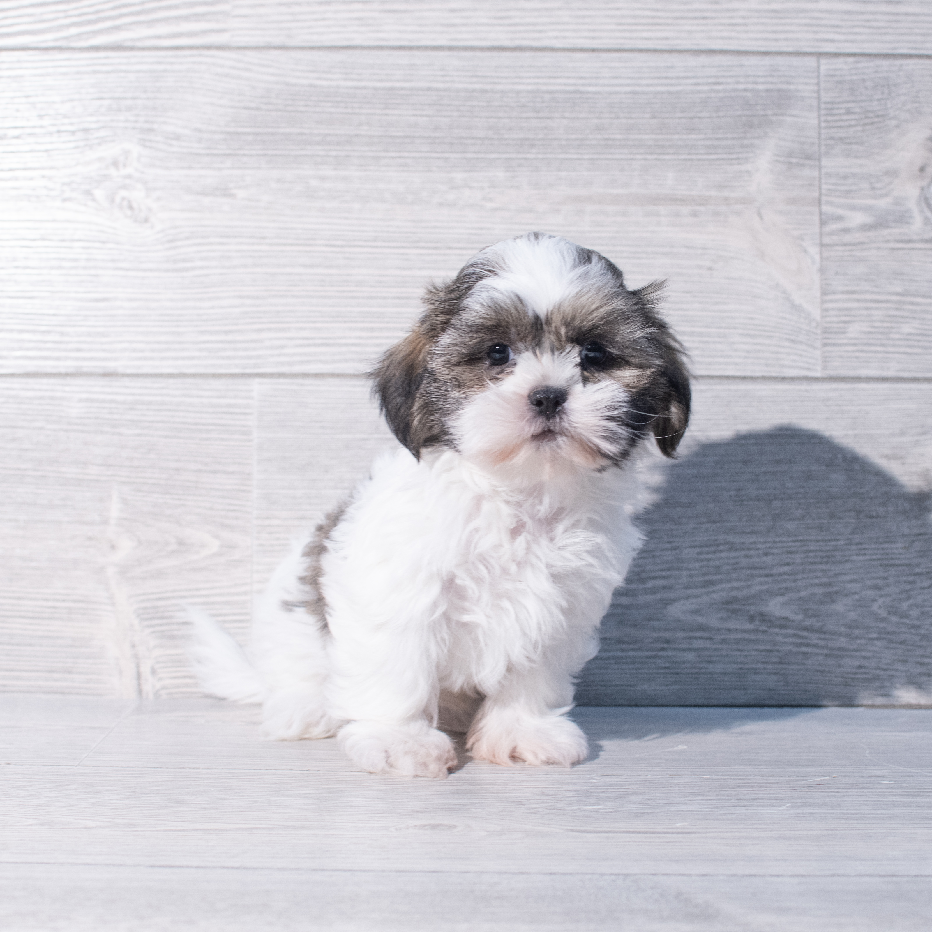 Shih Tzu (M) 2022 Image #1