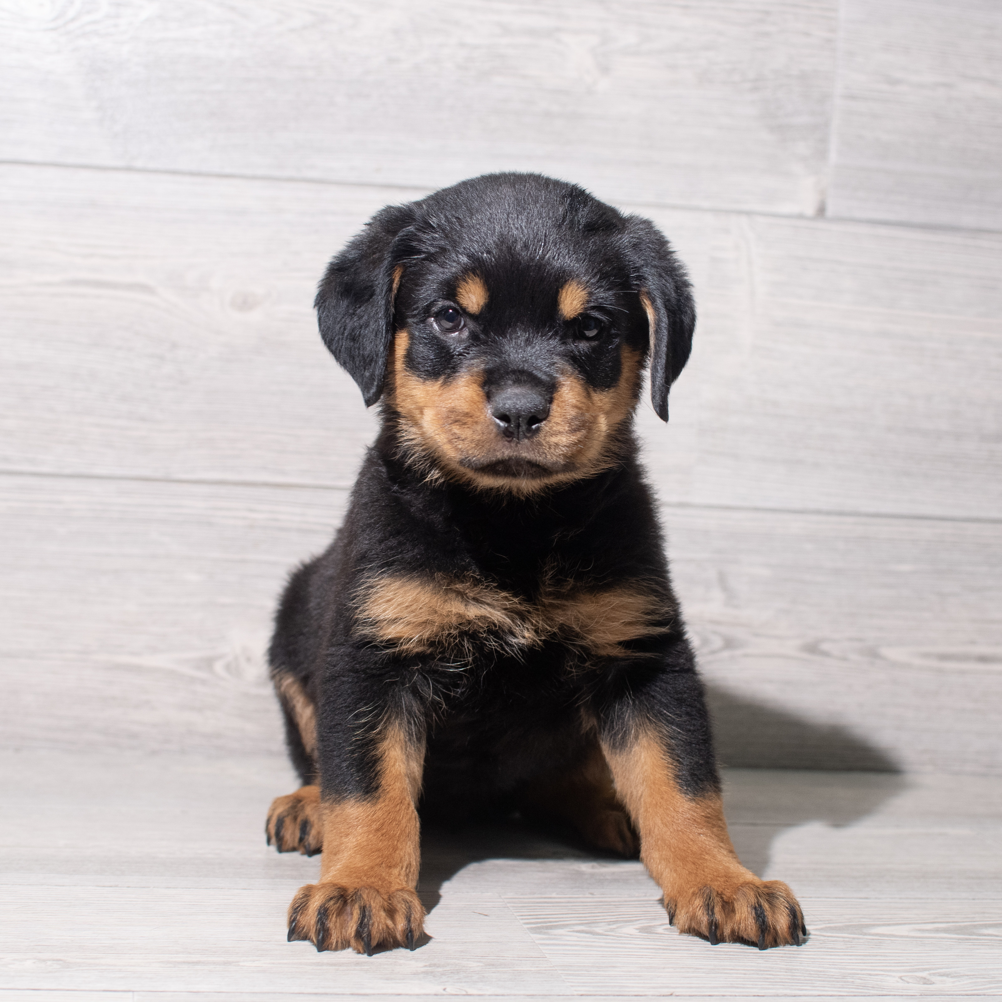 Rottweiler (M) 5449 Image #1