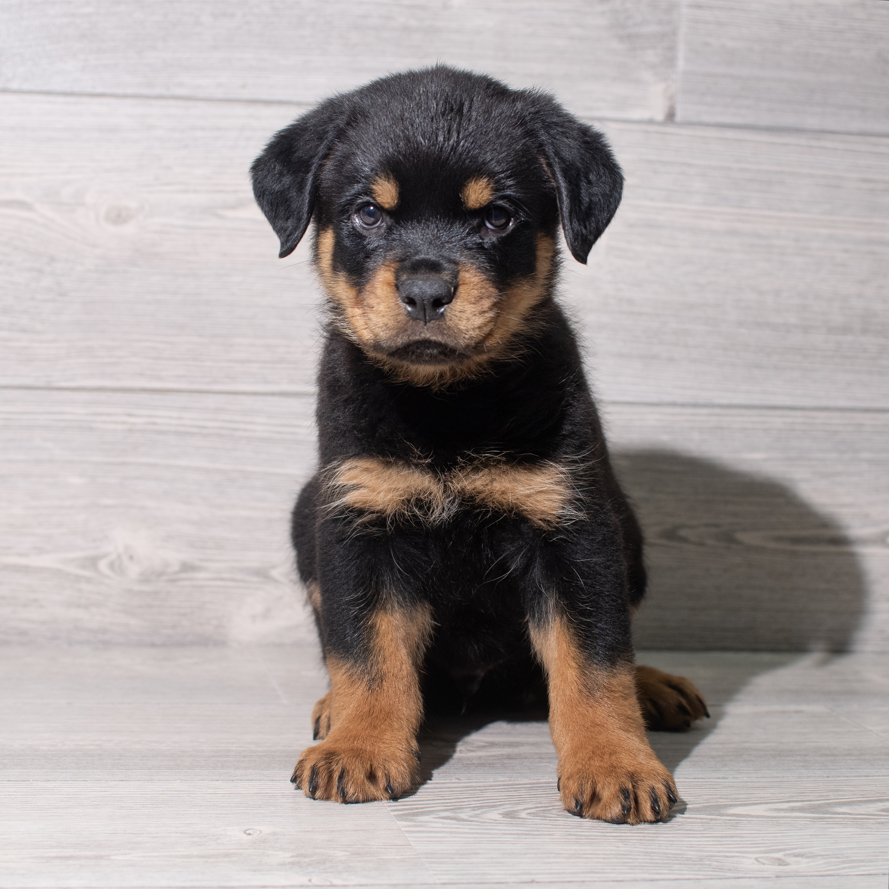 Rottweiler (F) 5450 Image #1