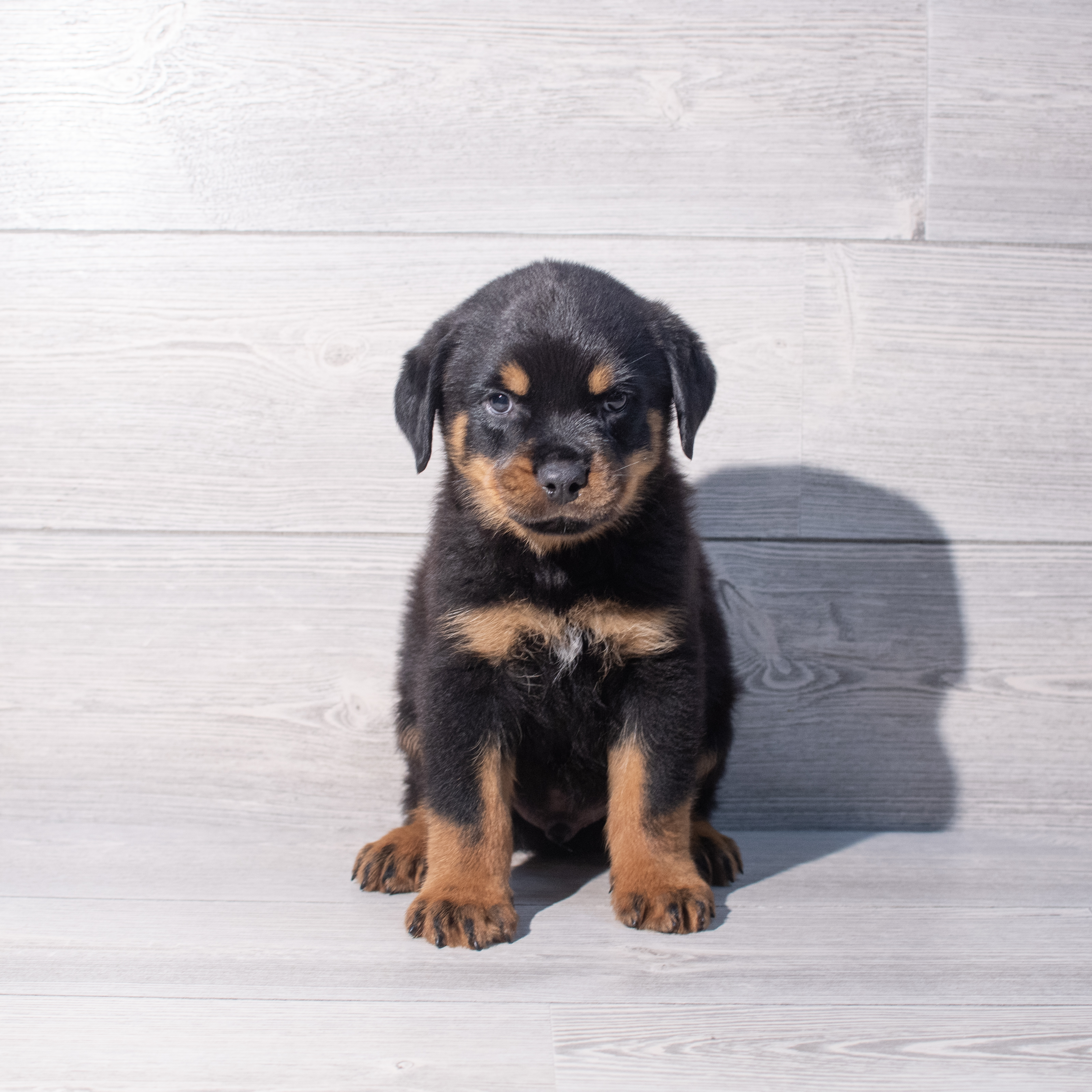 Rottweiler (M) 2031 Image #1