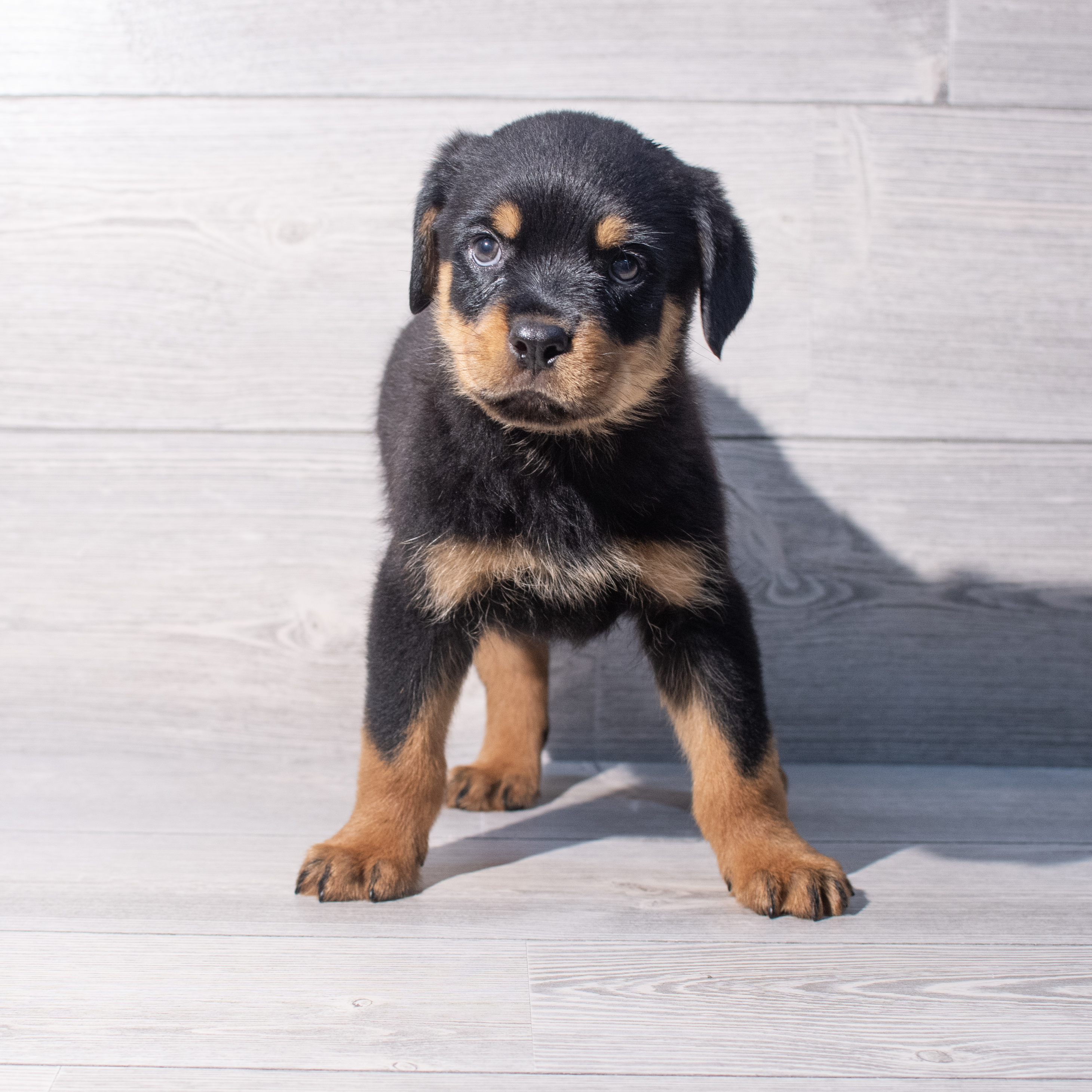Rottweiler (M) 2030 Image #1