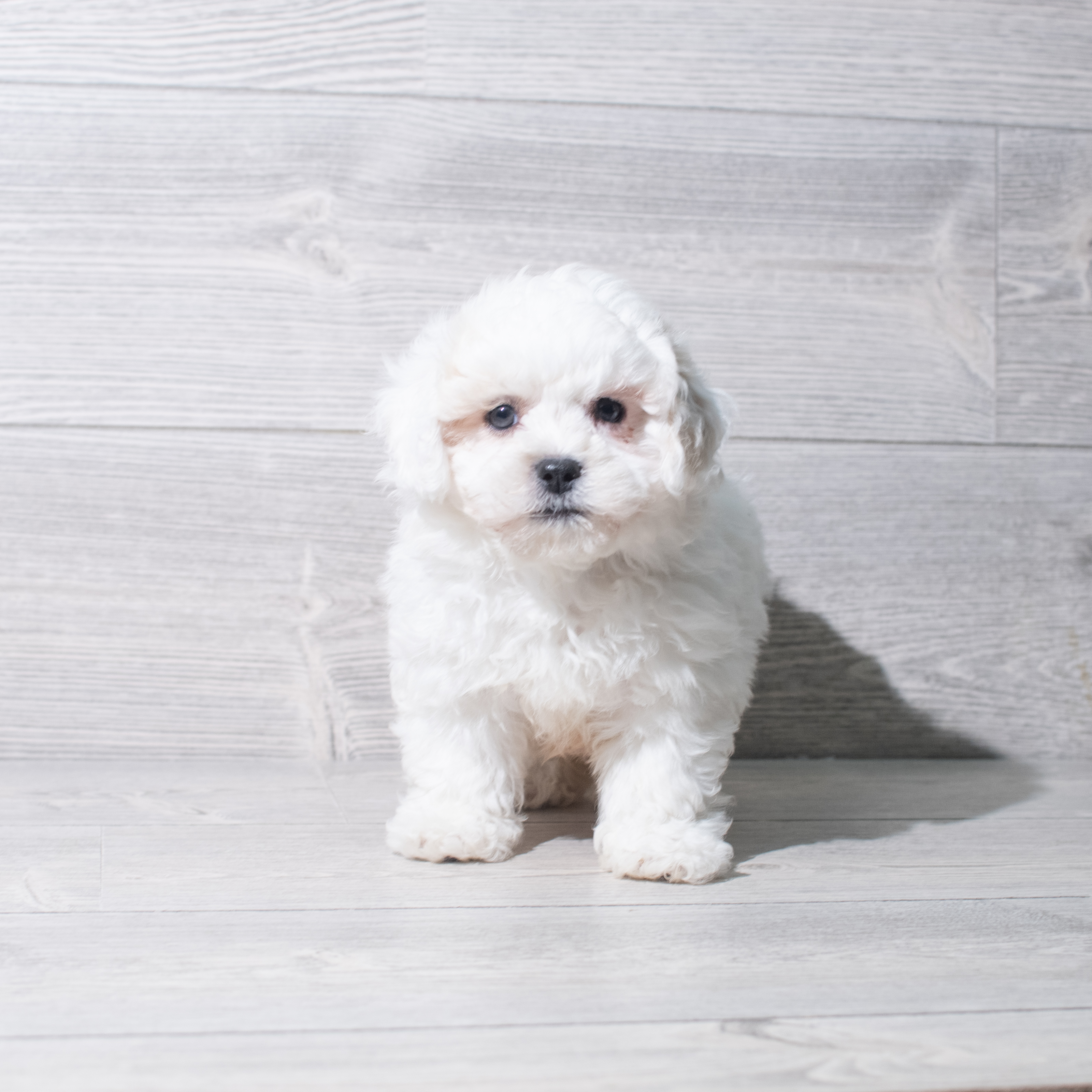 Teddy Bear (M-N) 5453 Image #1