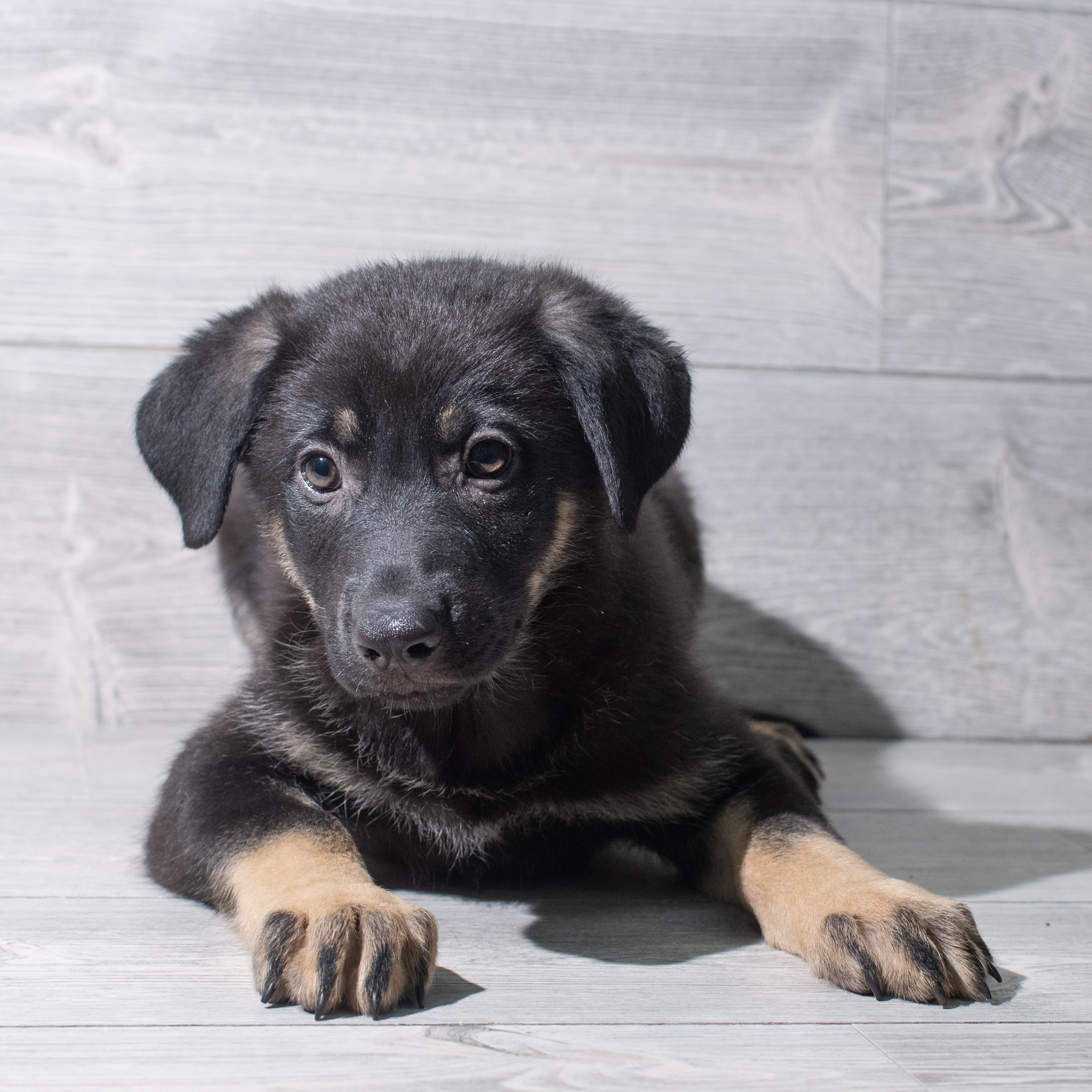 German Shepherd Dog (F) 5455 Image #1