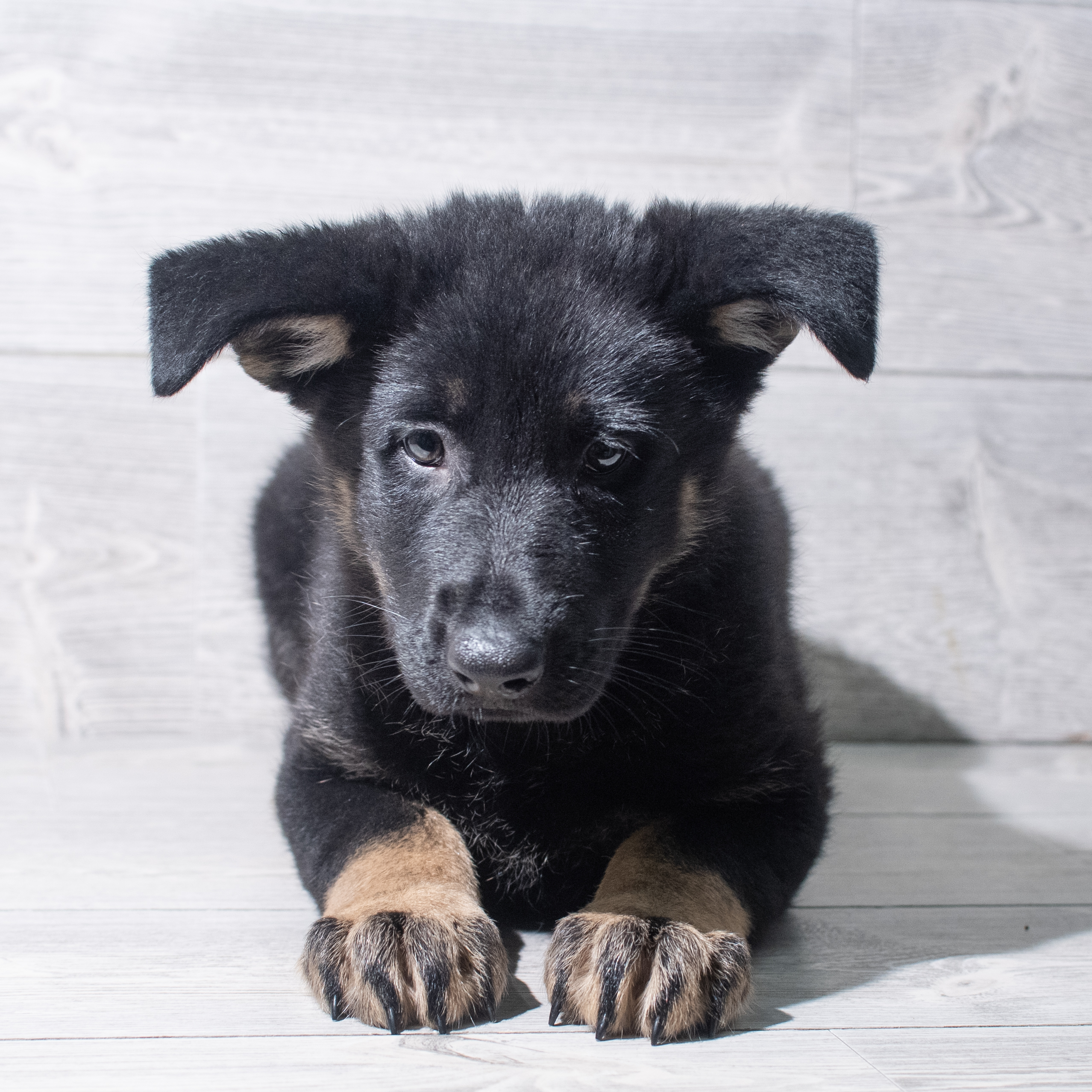 German Shepherd Dog (F) 5456 Image #1