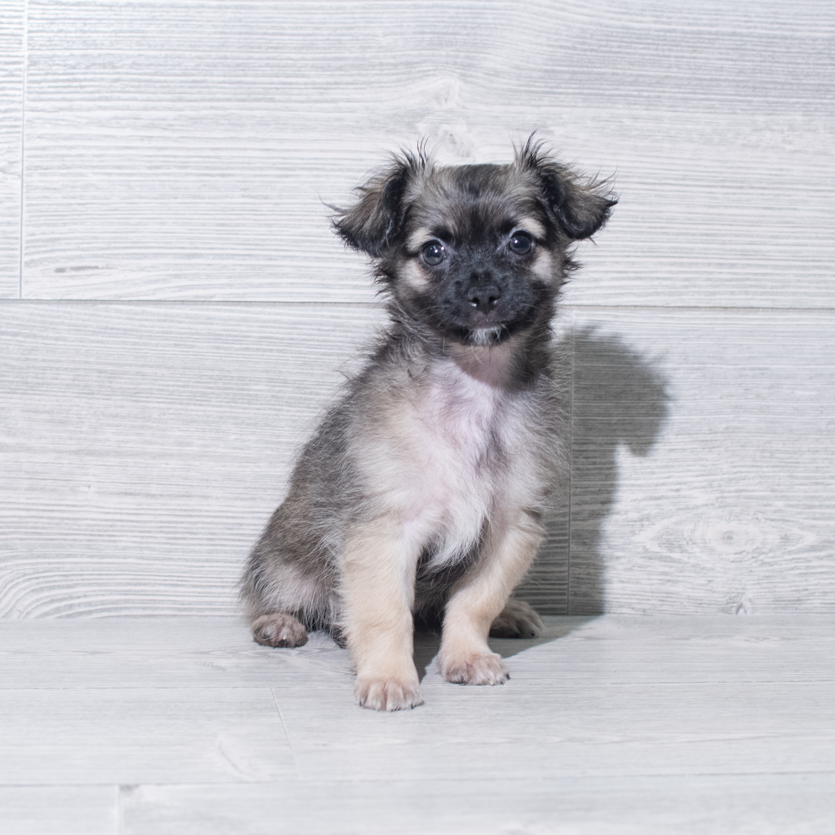 Chihuahua (M) 5457 Image #1