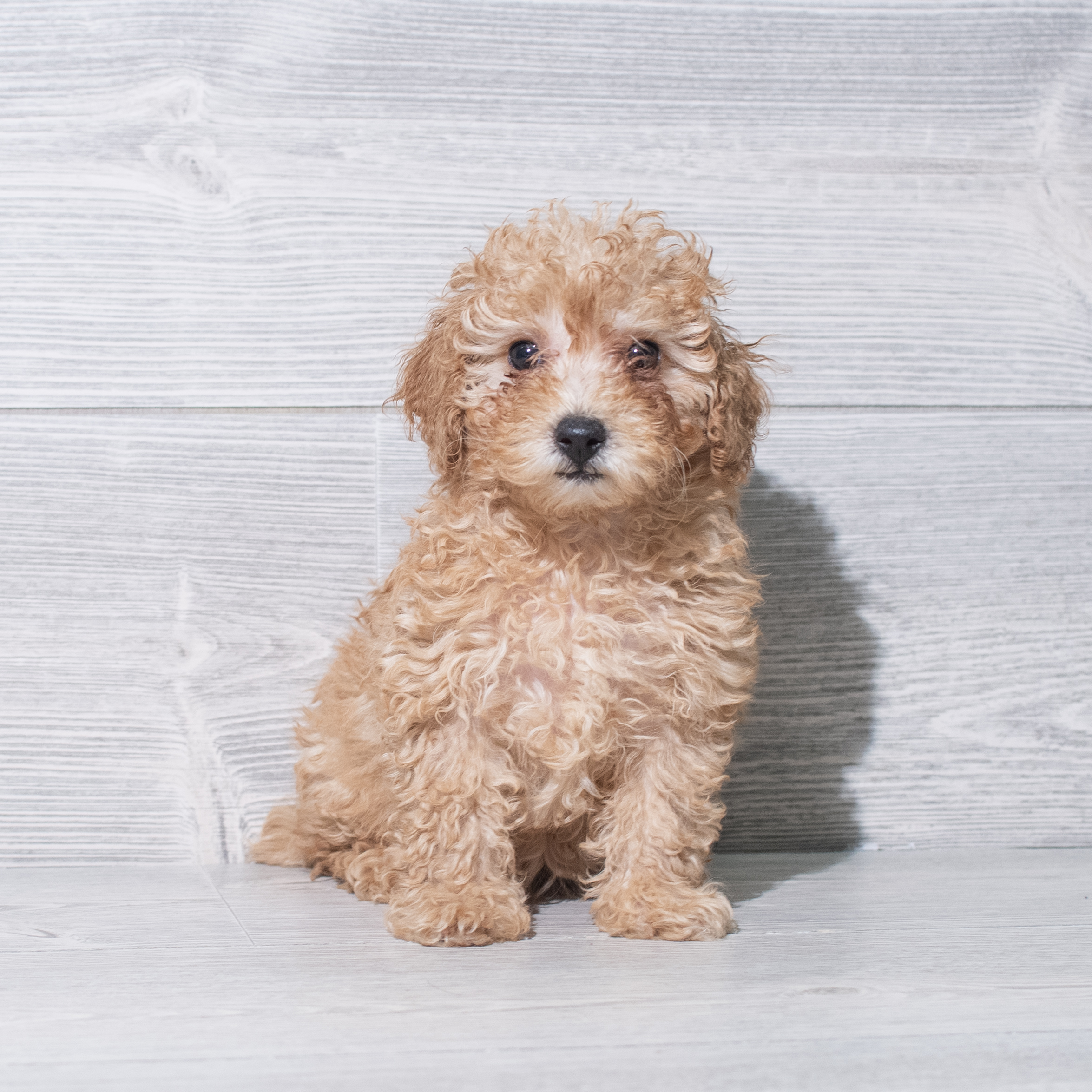 Poodle Mini (F) 5458 Image #1