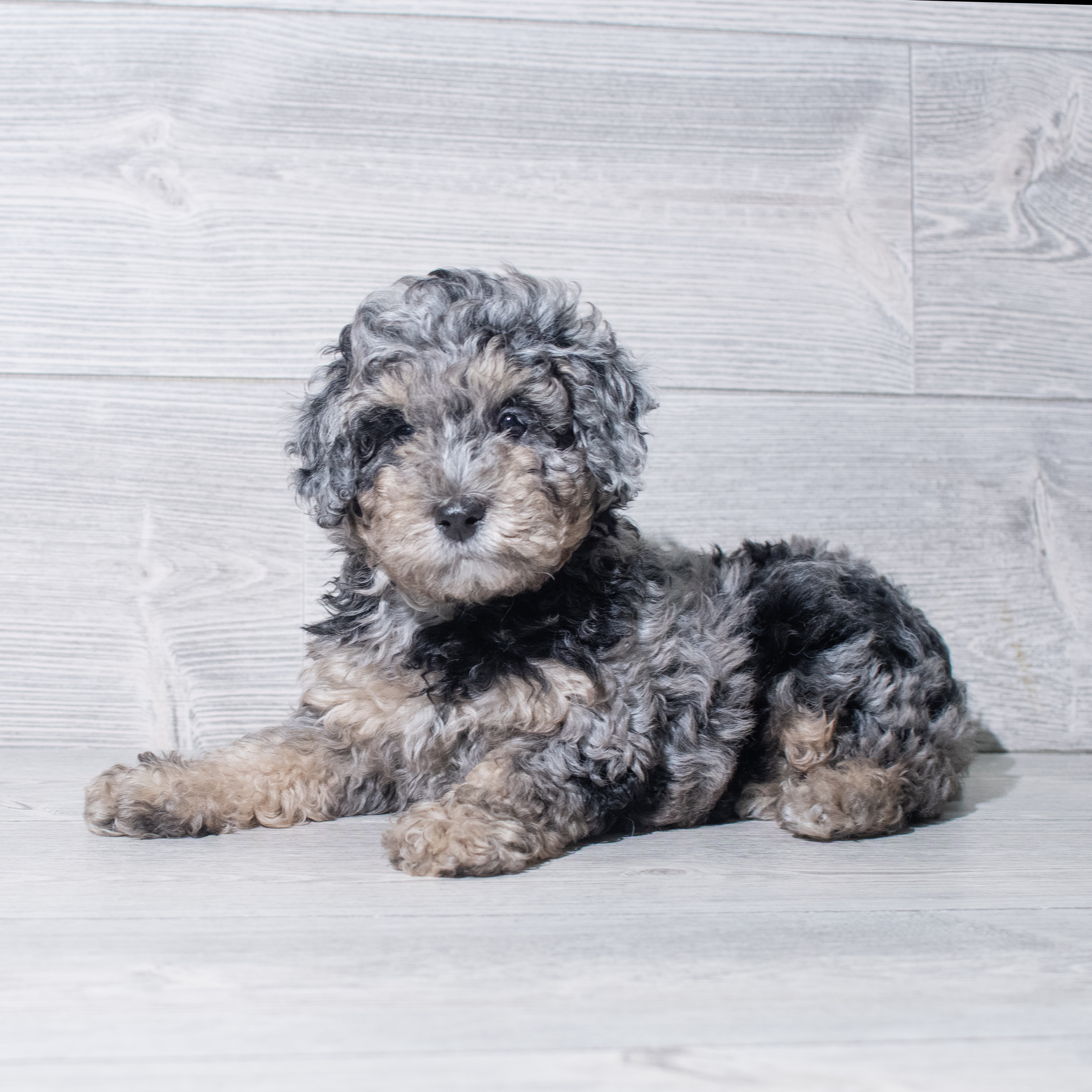 Poodle (M) 5447 Image #1