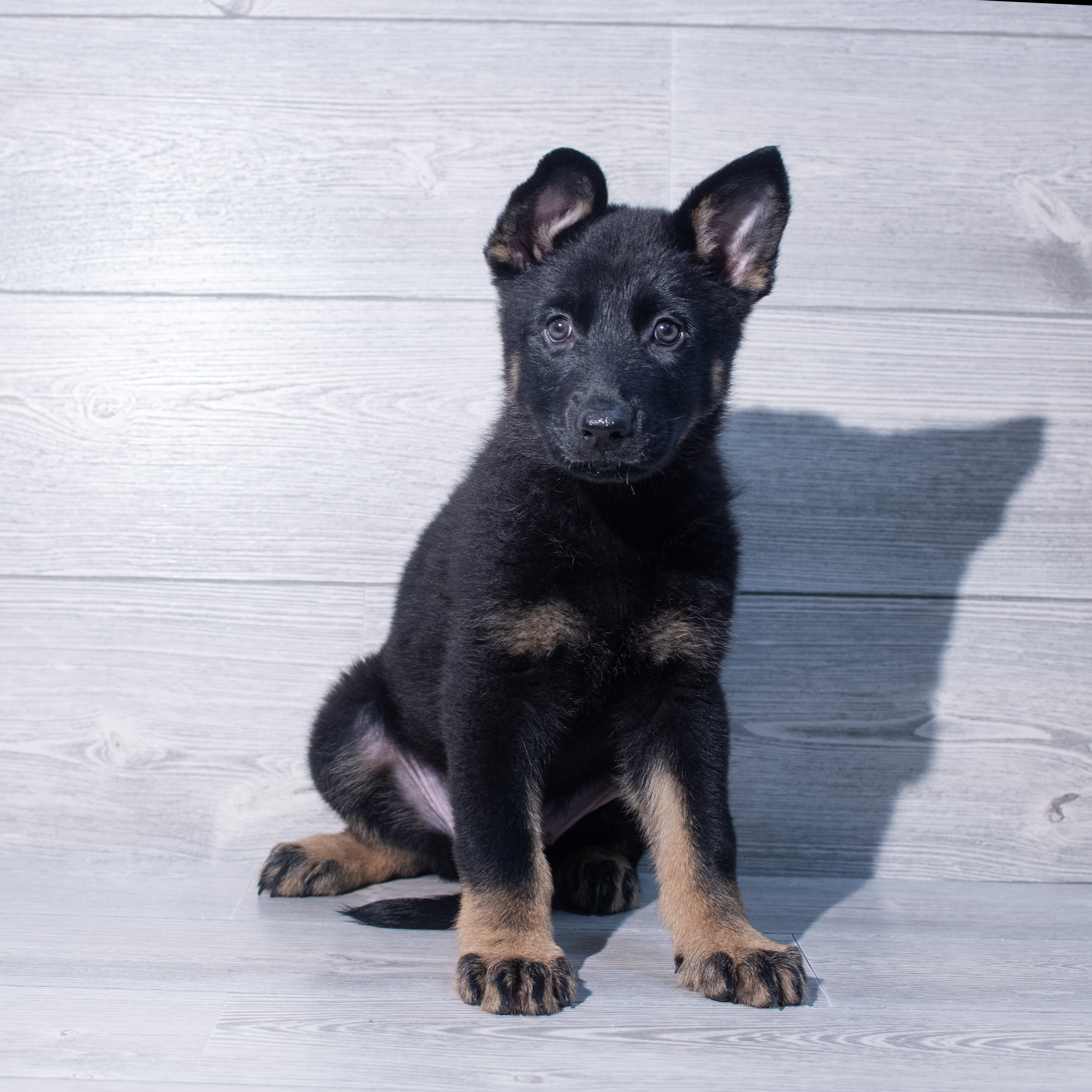German Shepherd Dog (F) 2039 Image #1