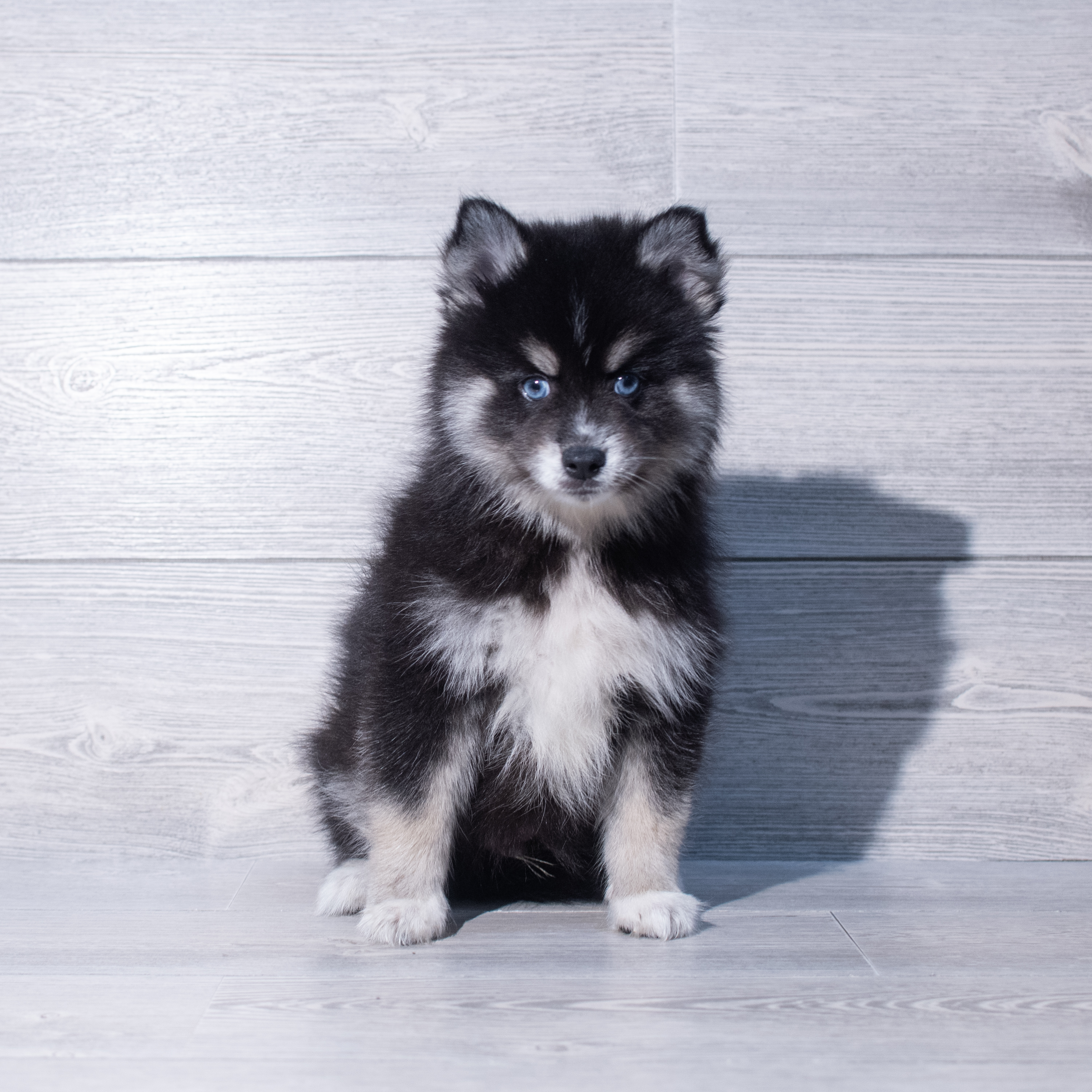 Pomsky (M) 2034 Image #1