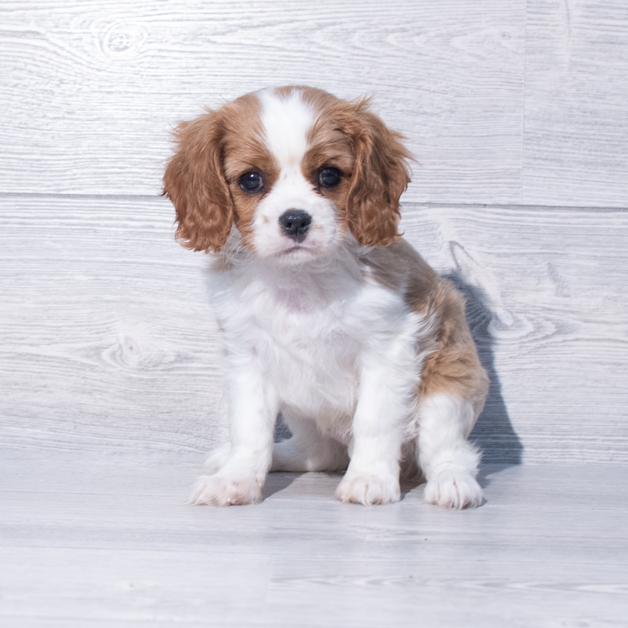 Cavalier King Charles Spaniel (F) 2035 Image #1