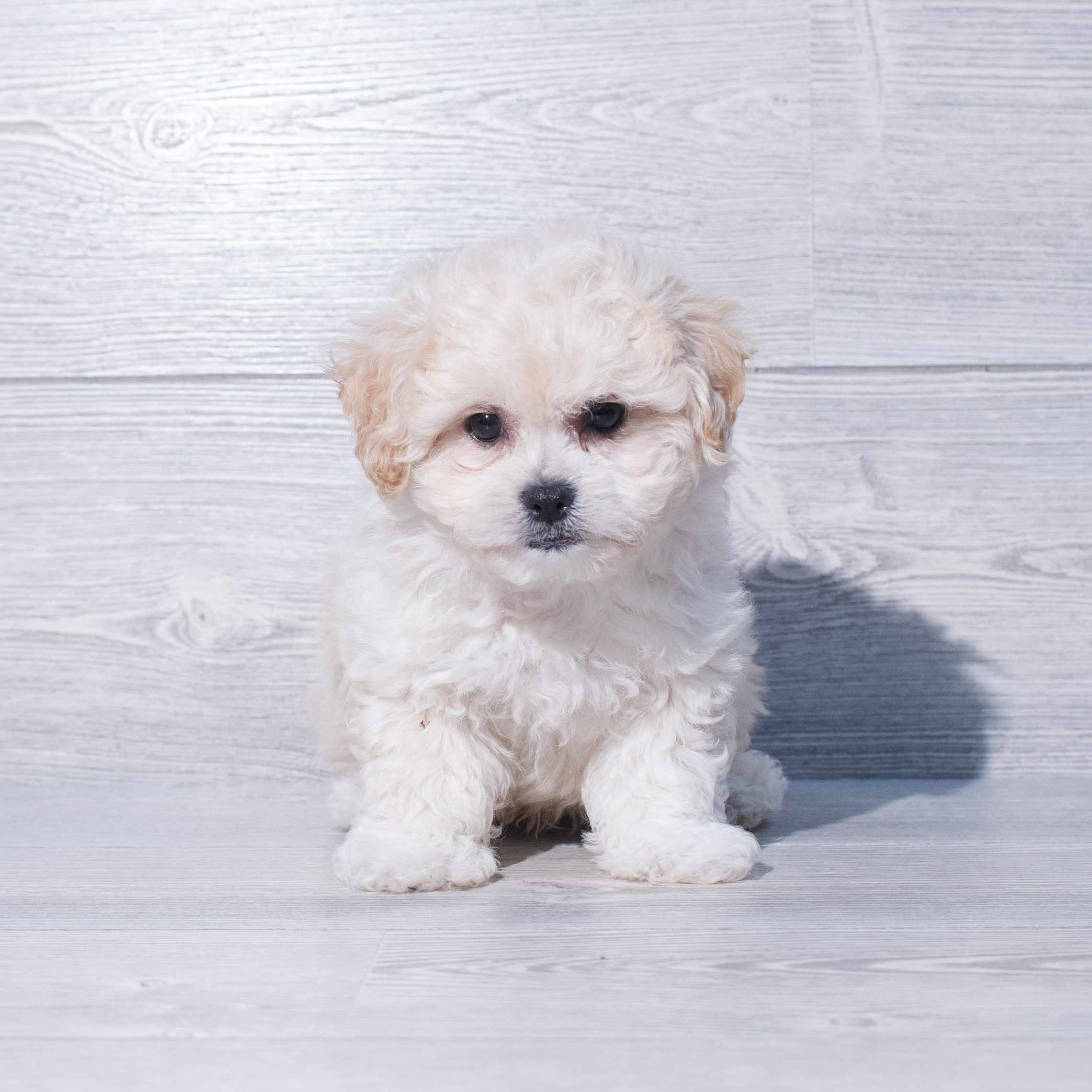 Teddy Bear (M) 2036 Image #1