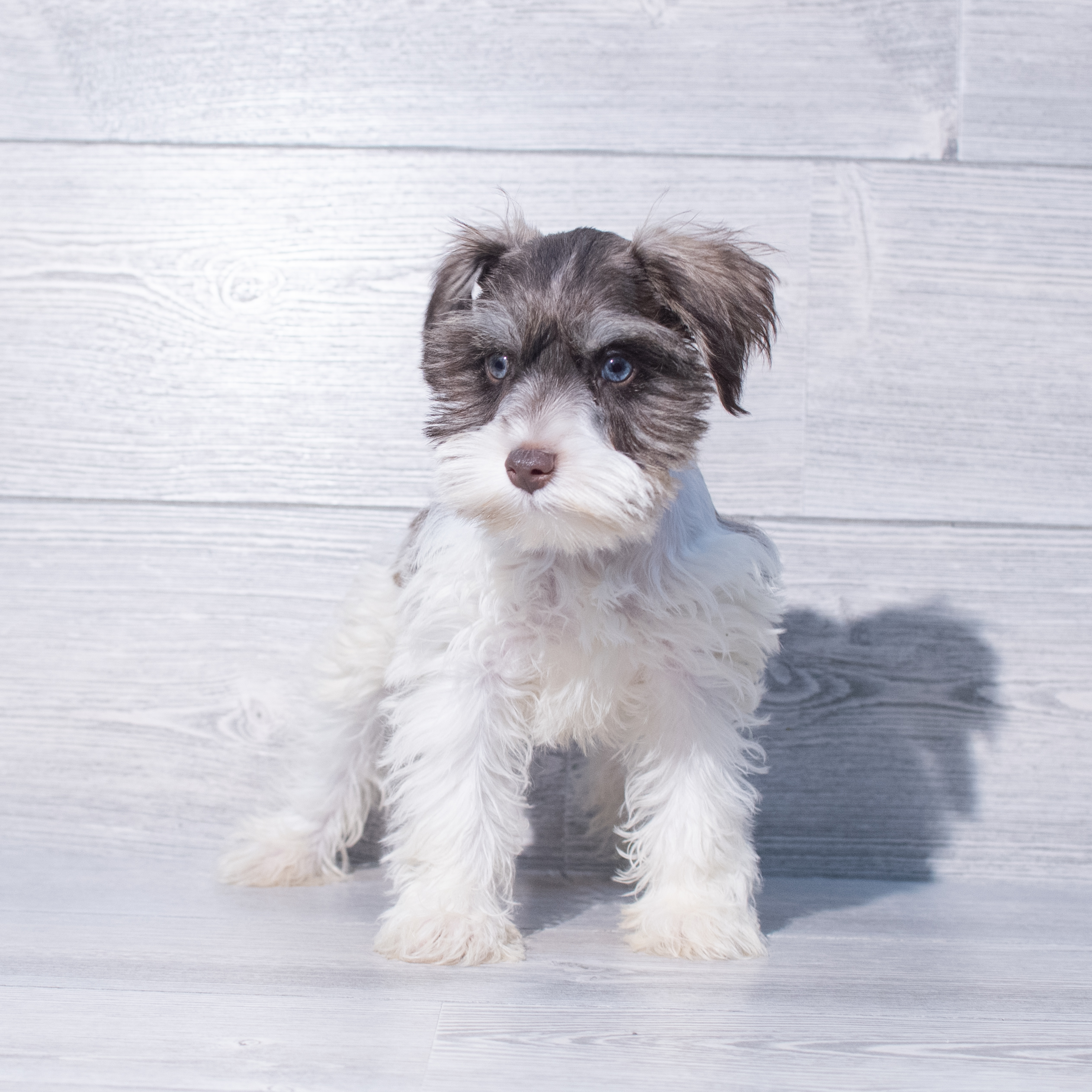 Miniature Schnauzer (F) 2040 Image #1