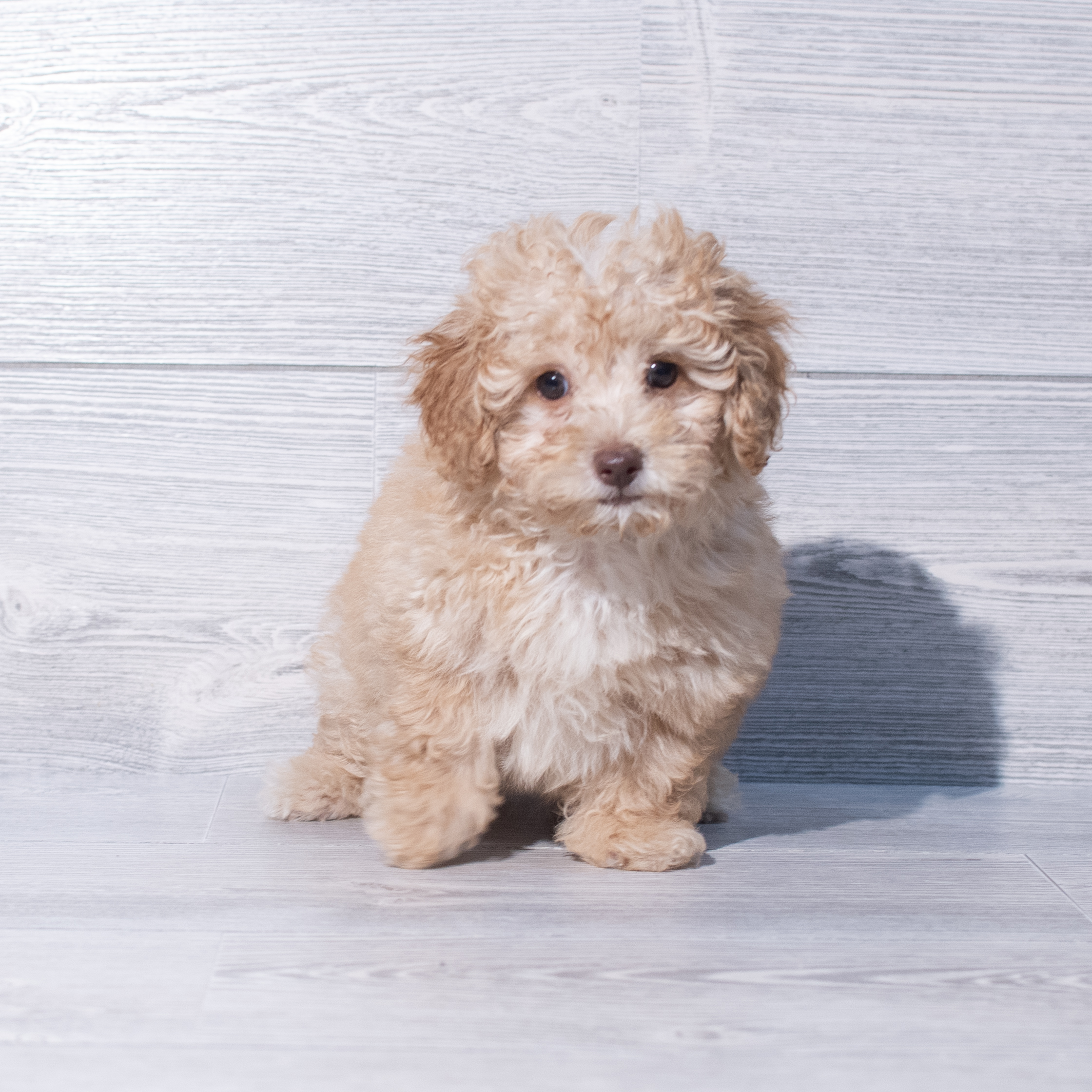 Poodle Mini (F) 2041 Image #1