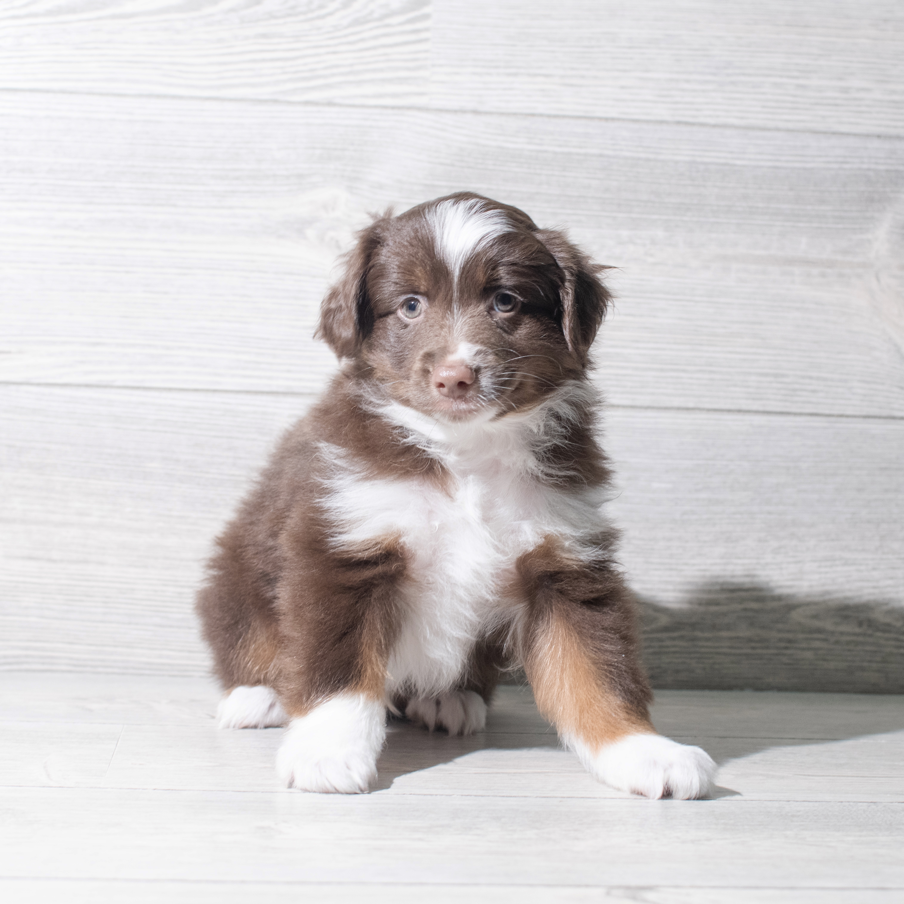 Miniature Australian Shepherd (M) 5459 Image #1