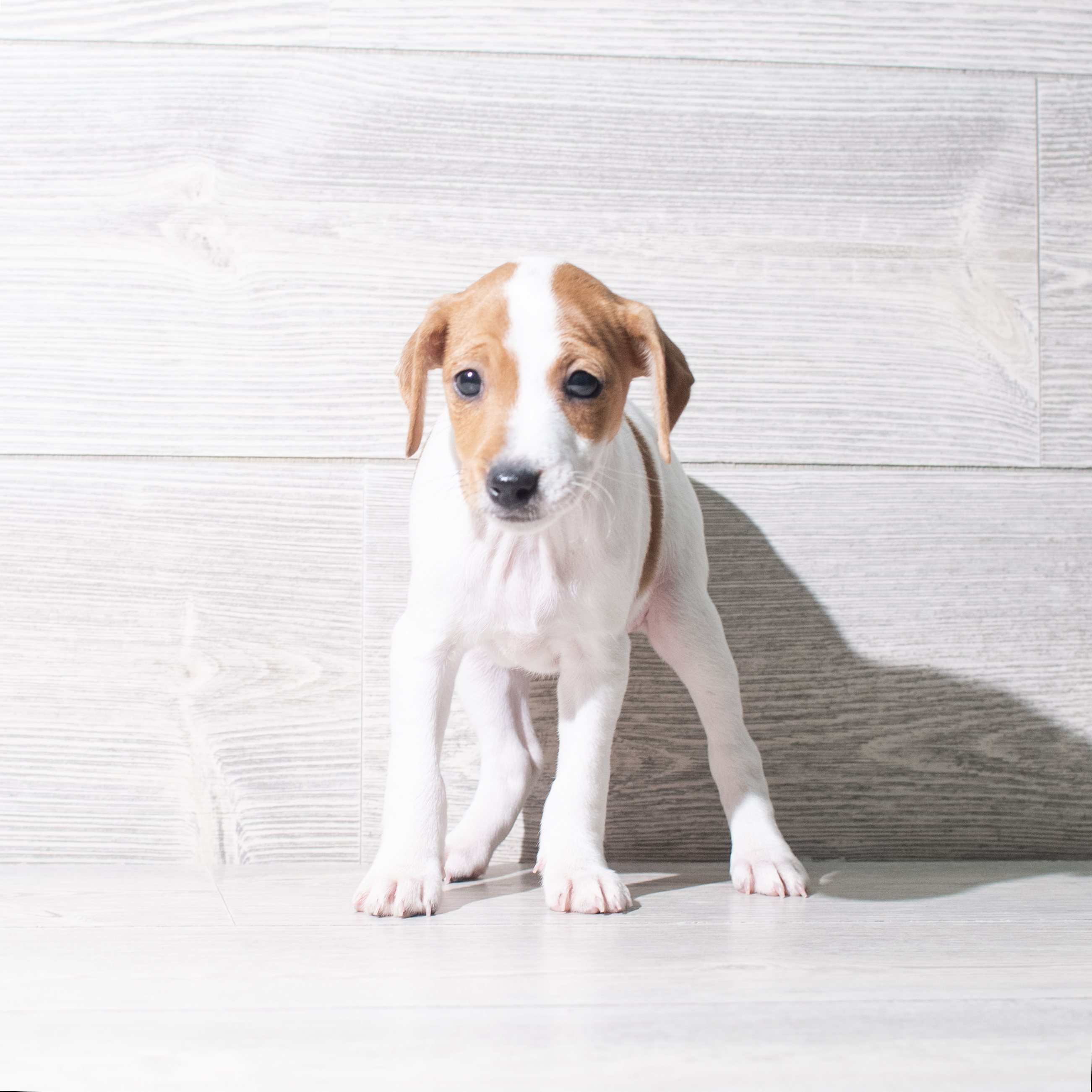 Jack Russell Terrier (F) 5461 Image #1