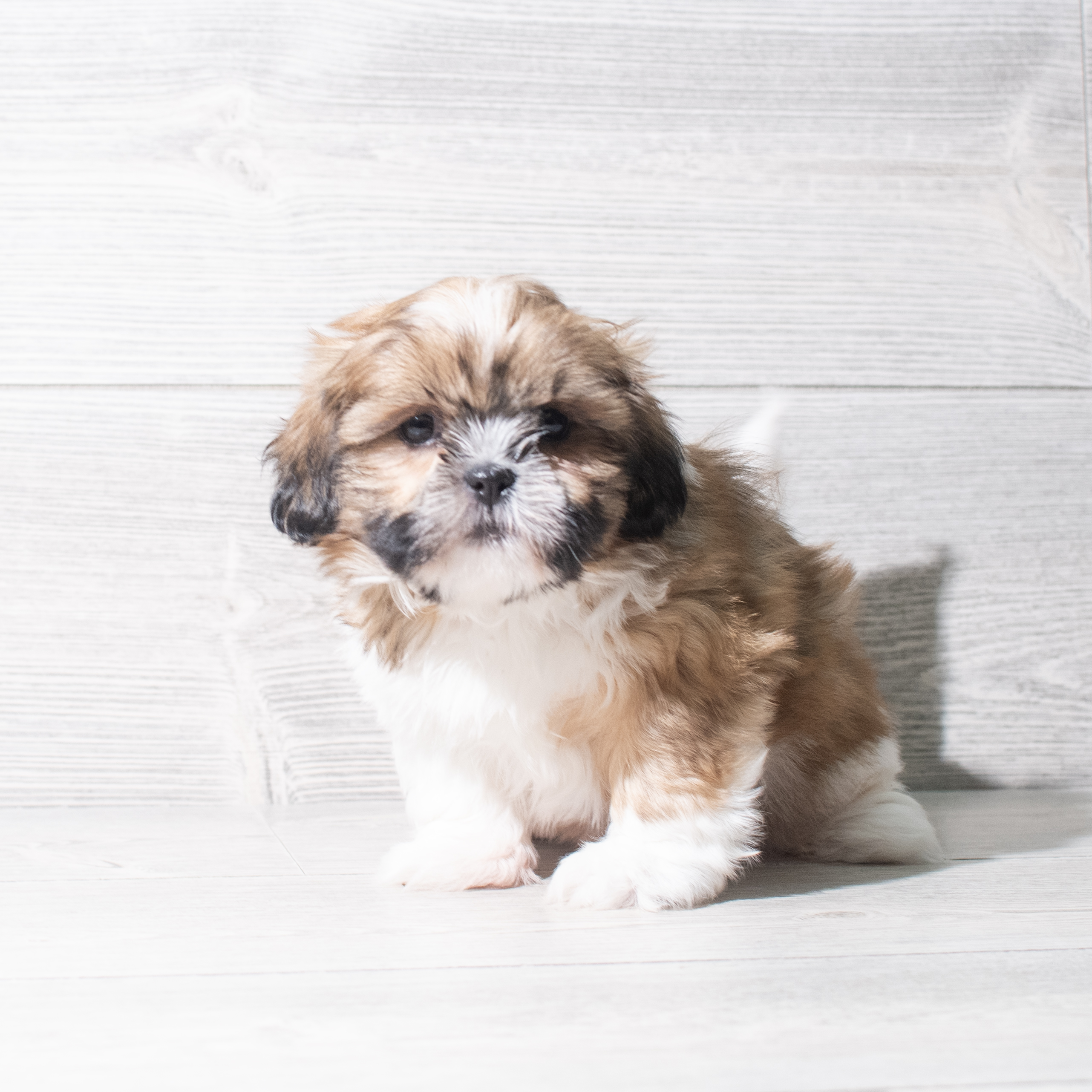 Shih Tzu (M) 5464 Image #1