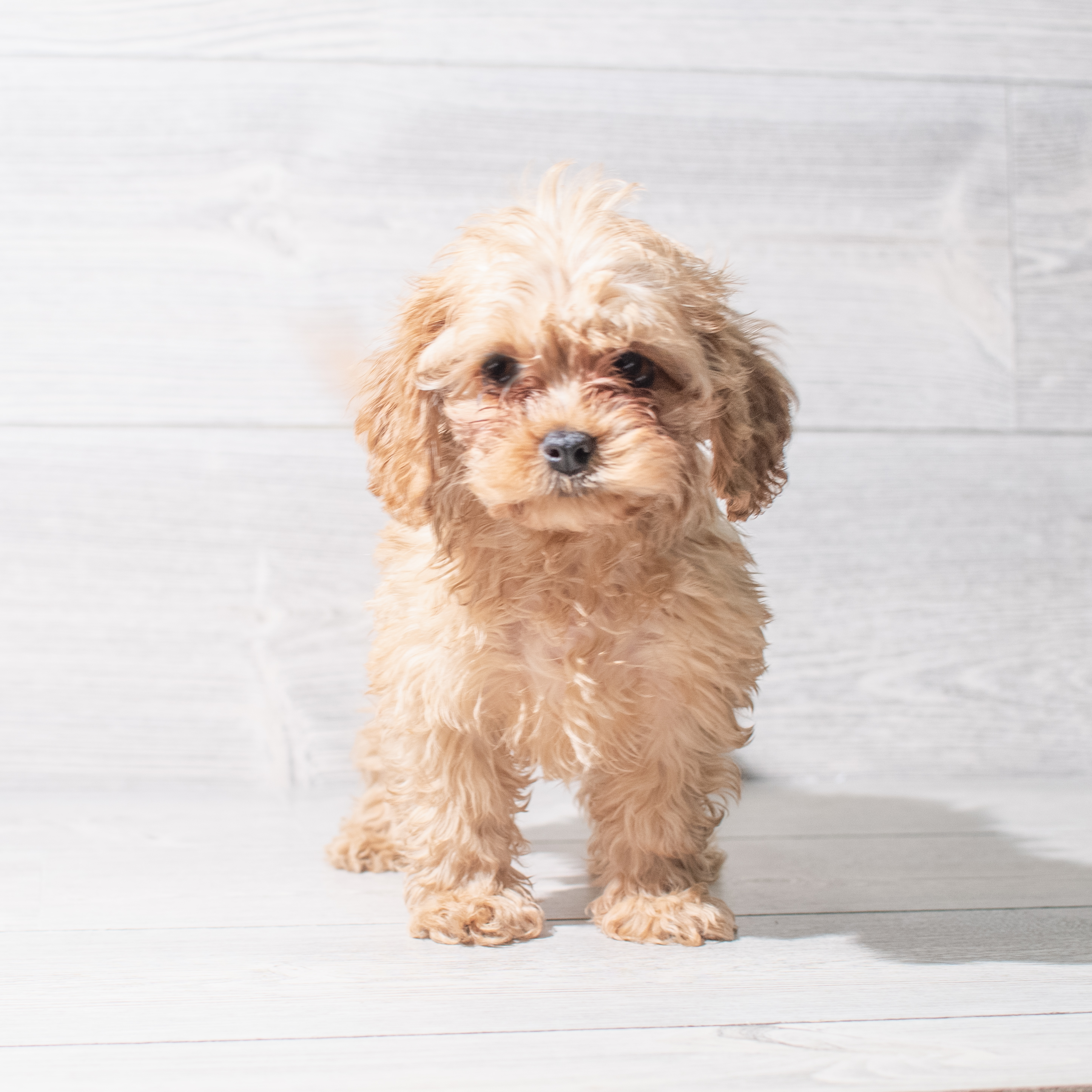 Cavapoo (M) 5466 Image #1