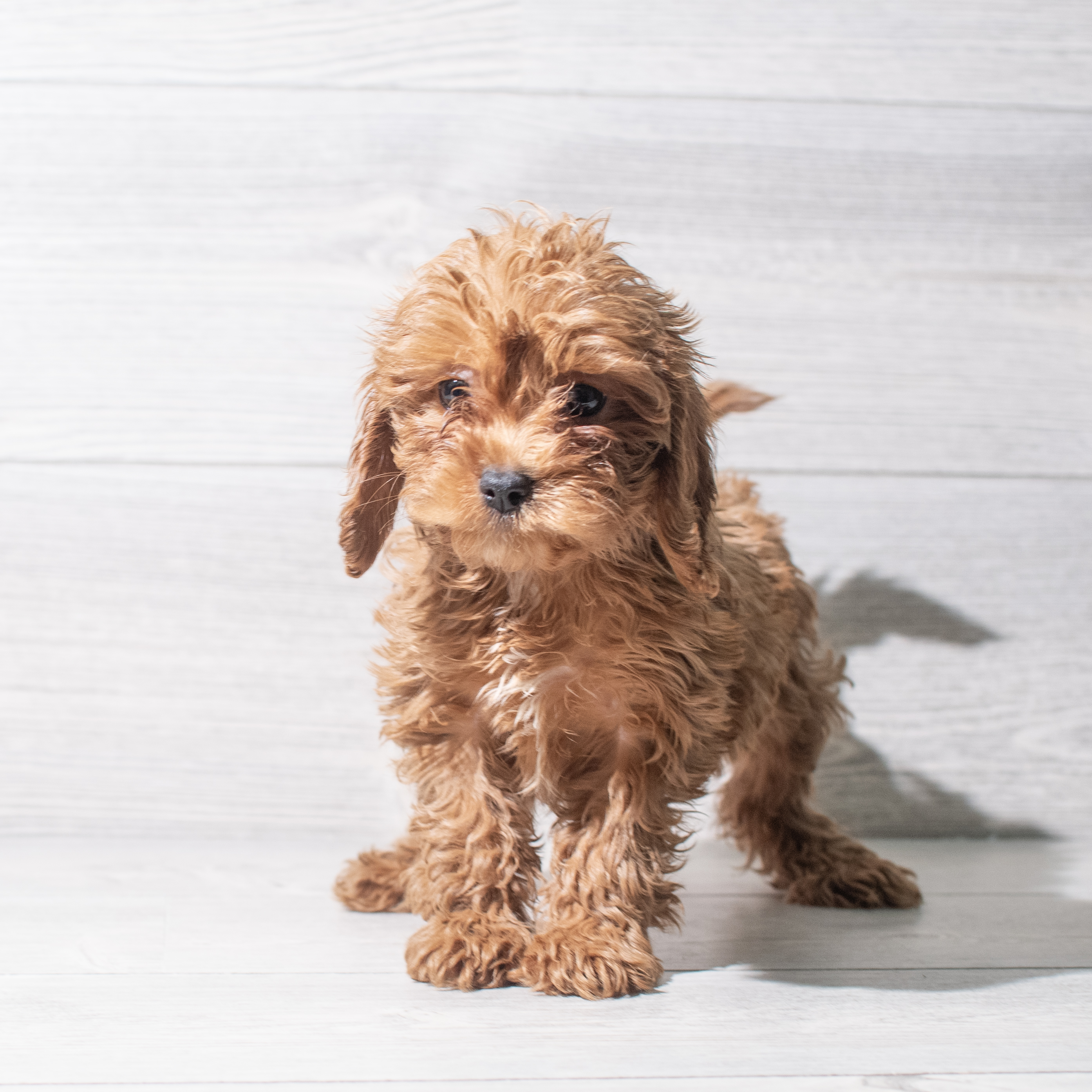 Cavapoo (F) 5467 Image #1
