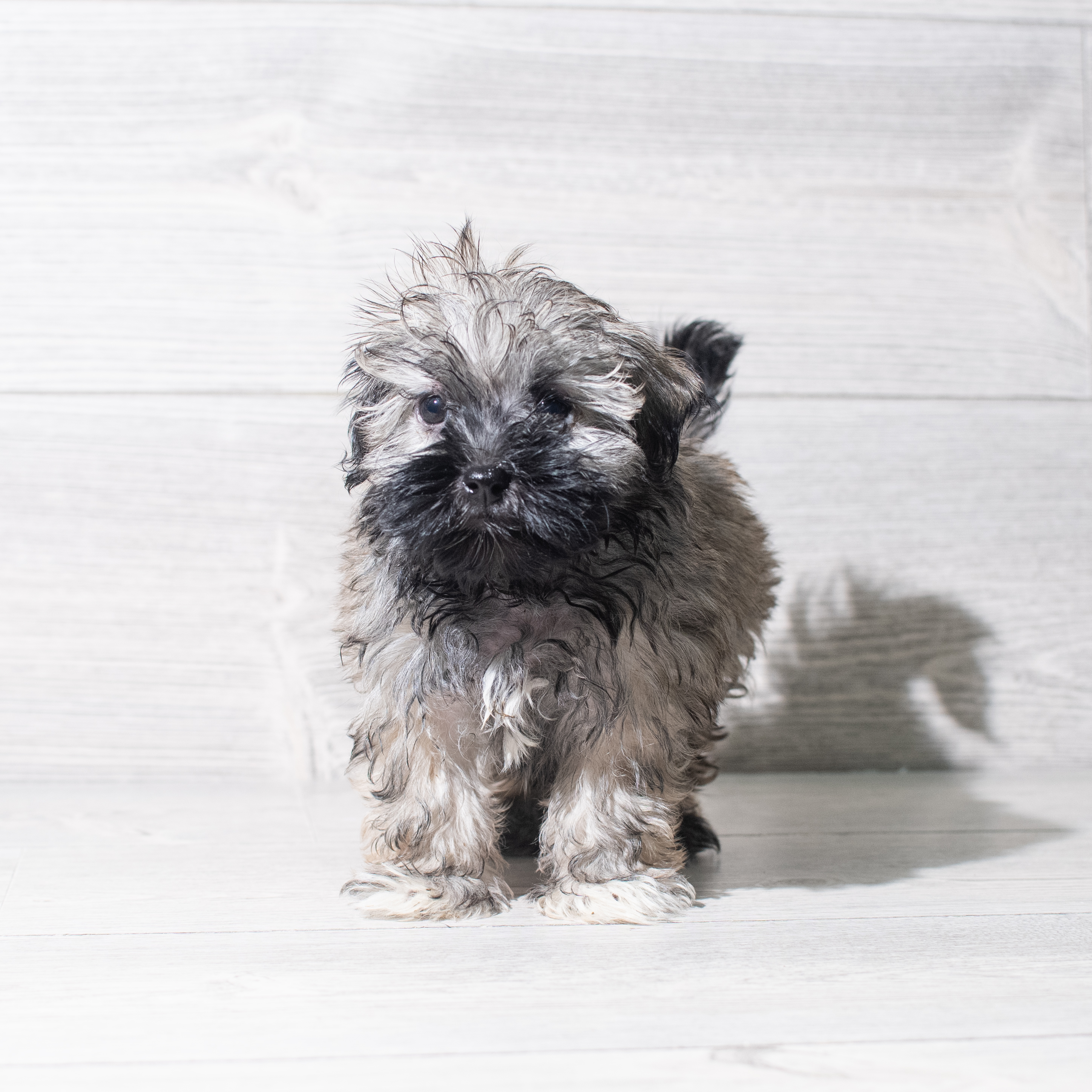 Havanese (F) 5470 Image #1