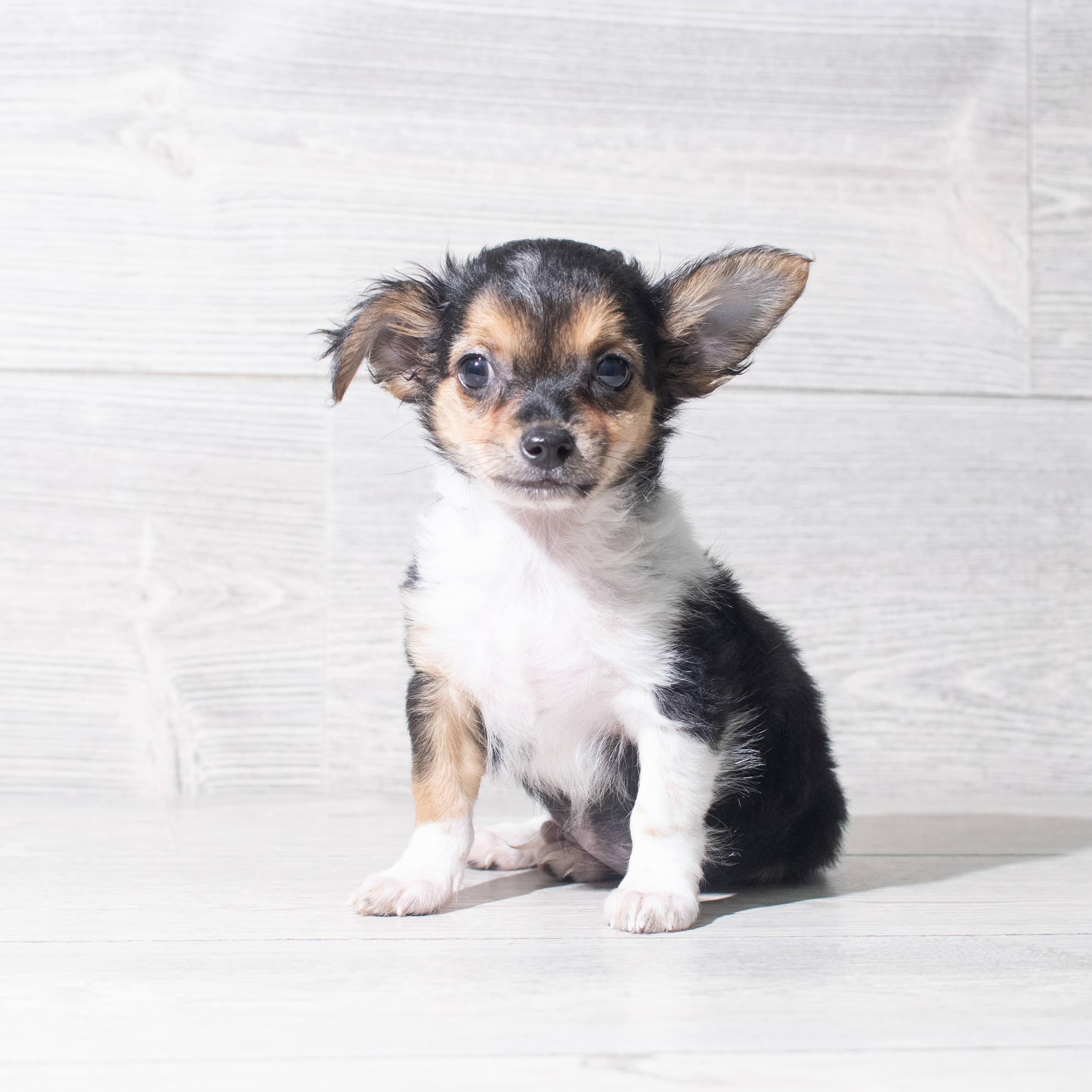 Chihuahua (M) 5472 Image #1