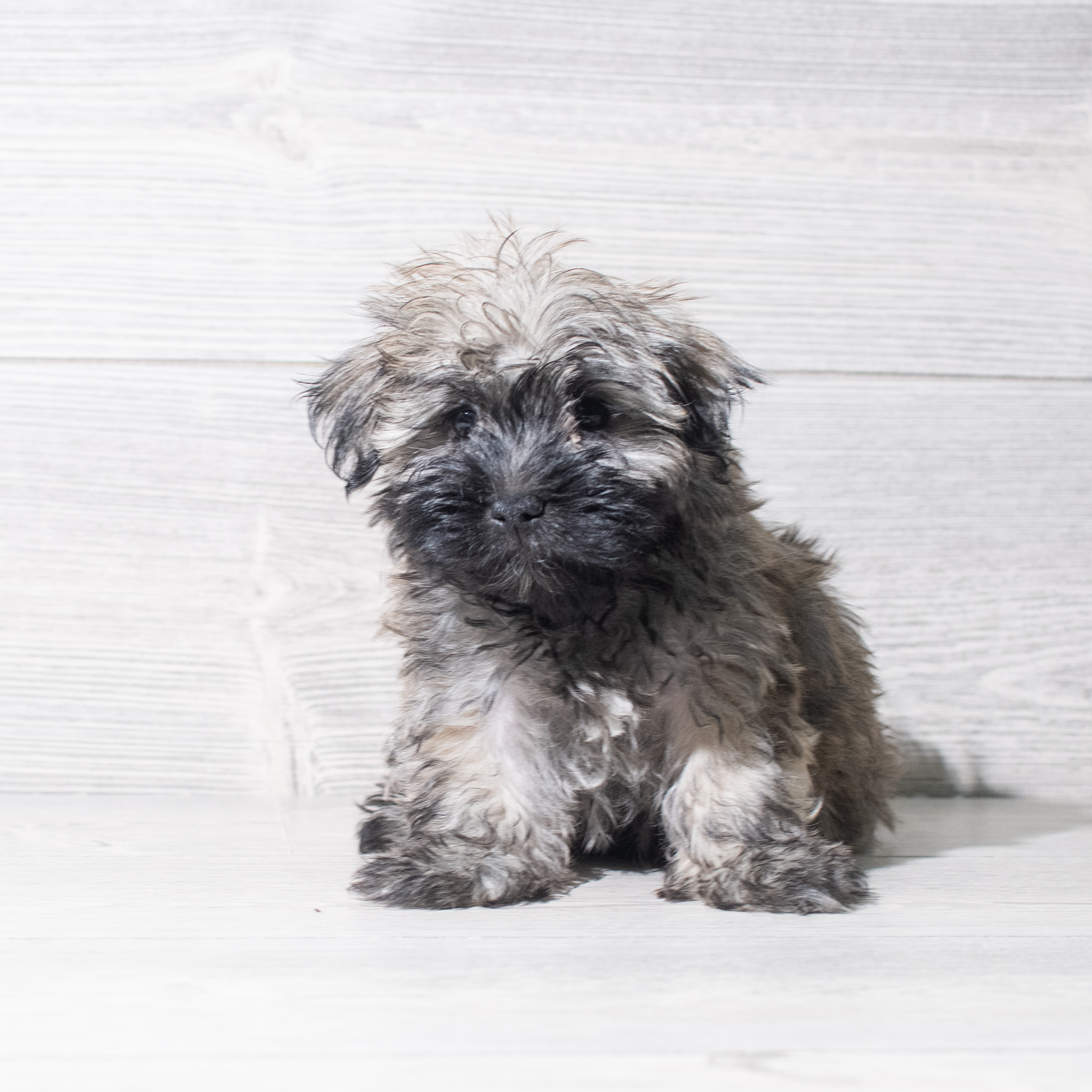 Havanese (M) 5469 Image #1