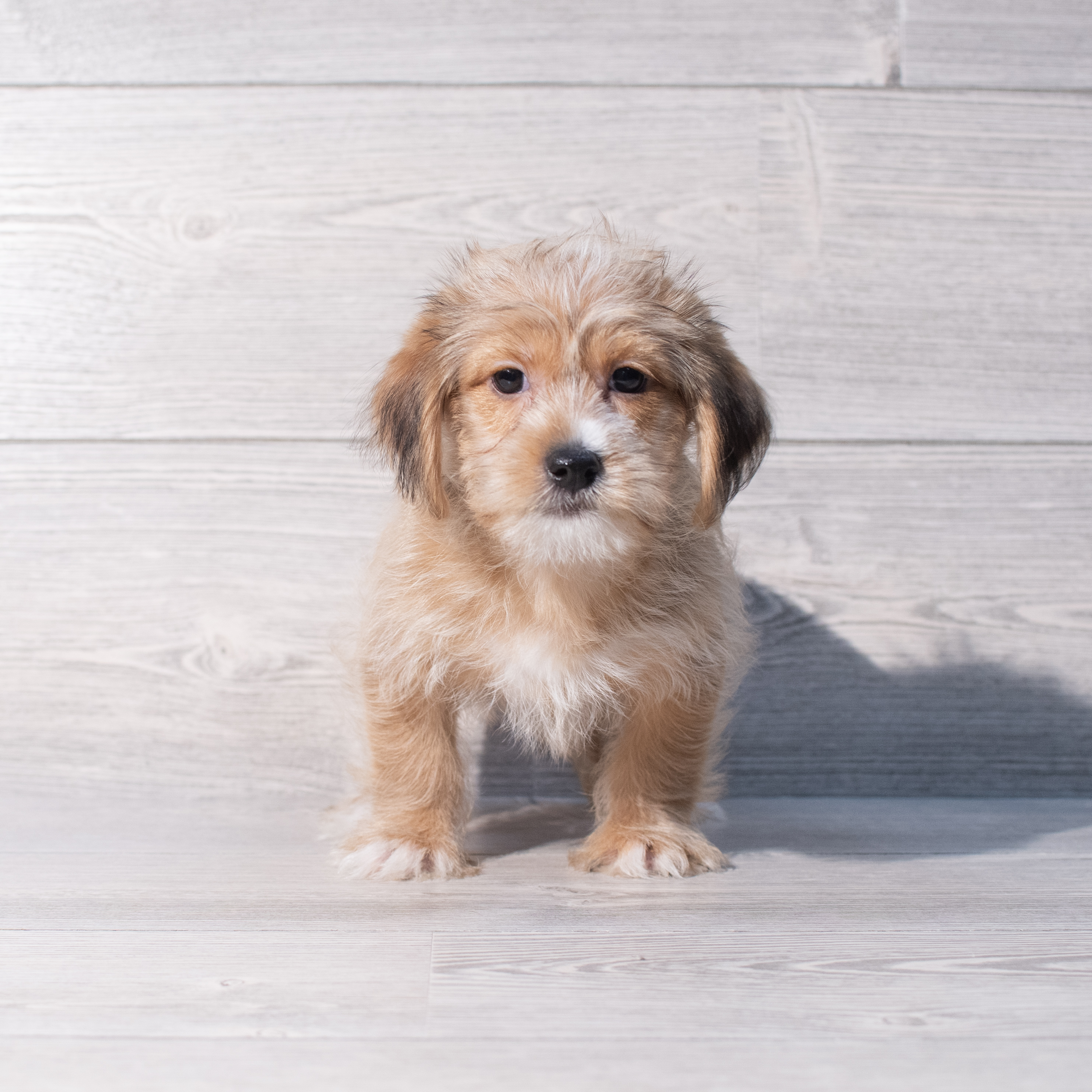 Shorkie (M) 2046 Image #1