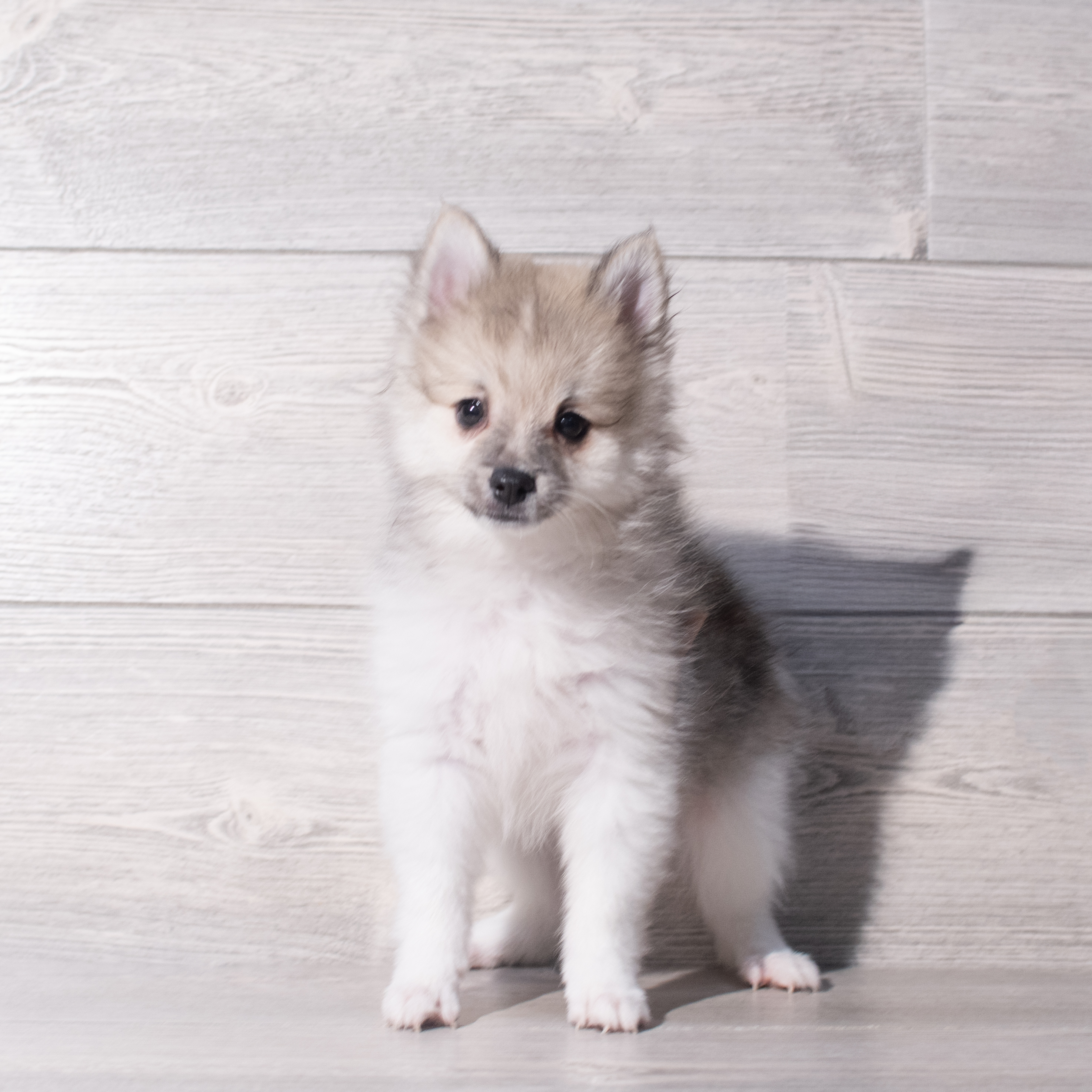 Pomeranian (F) 2047 Image #1