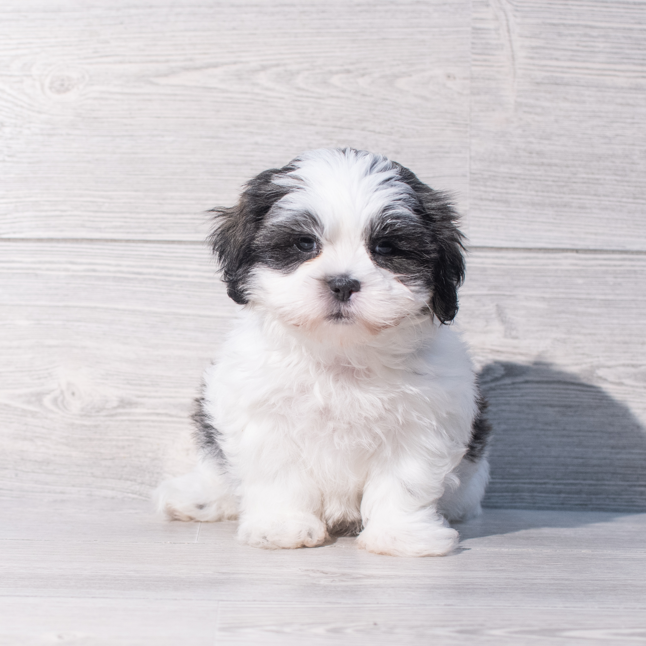 Shih Tzu (F) 2048 Image #1