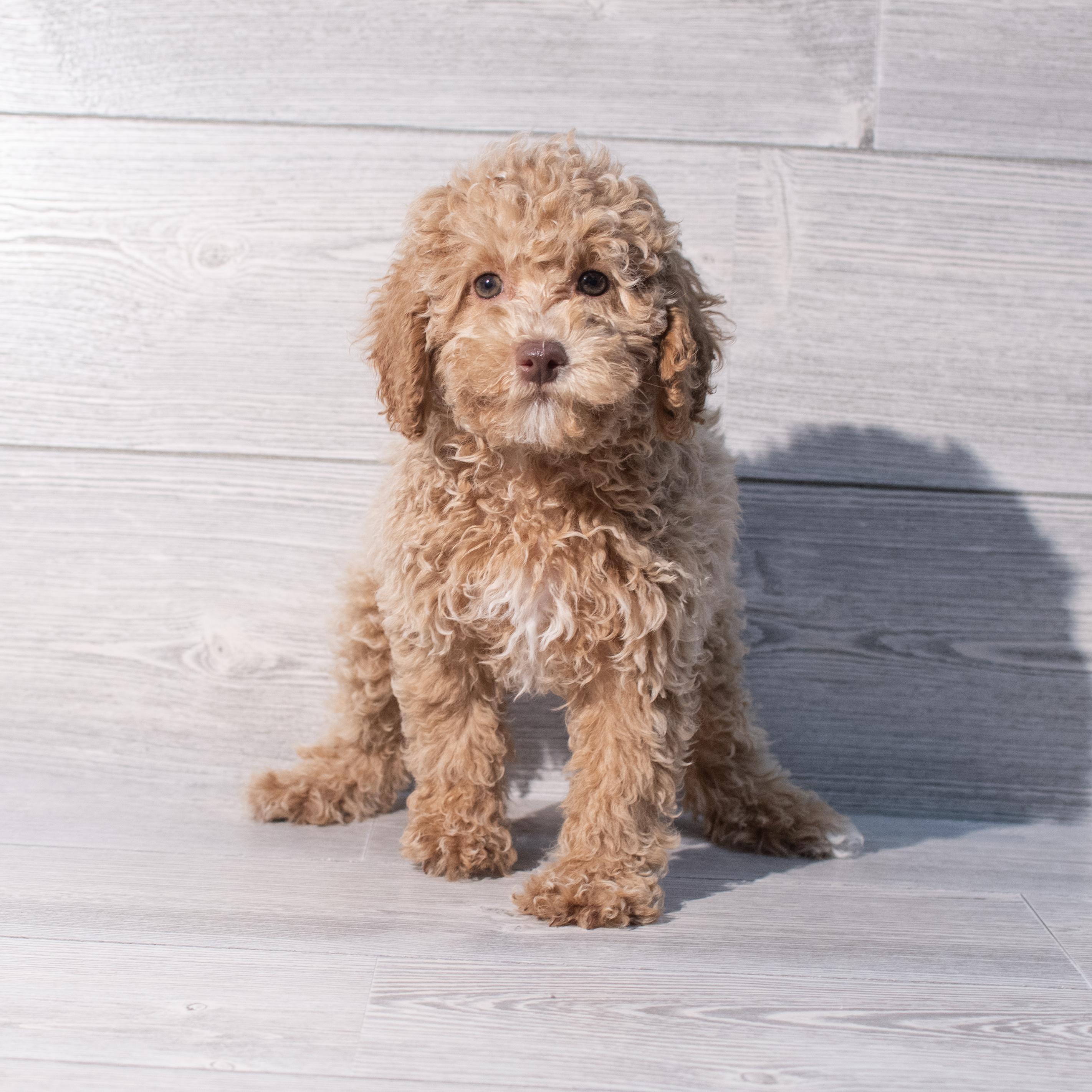 Poodle Mini (M-N) 2049 Image #1