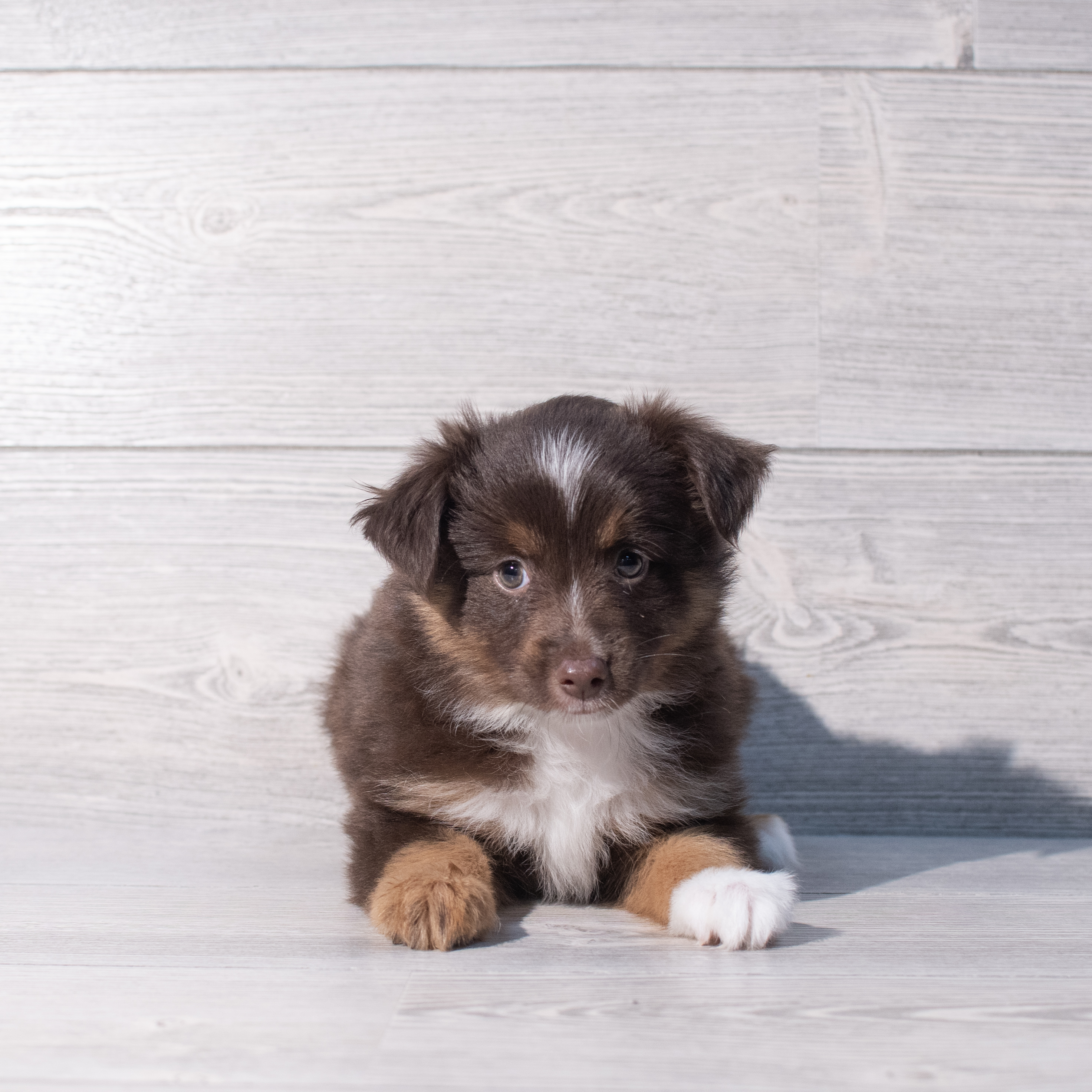 Miniature Australian Shepherd (F) 2042 Image #1