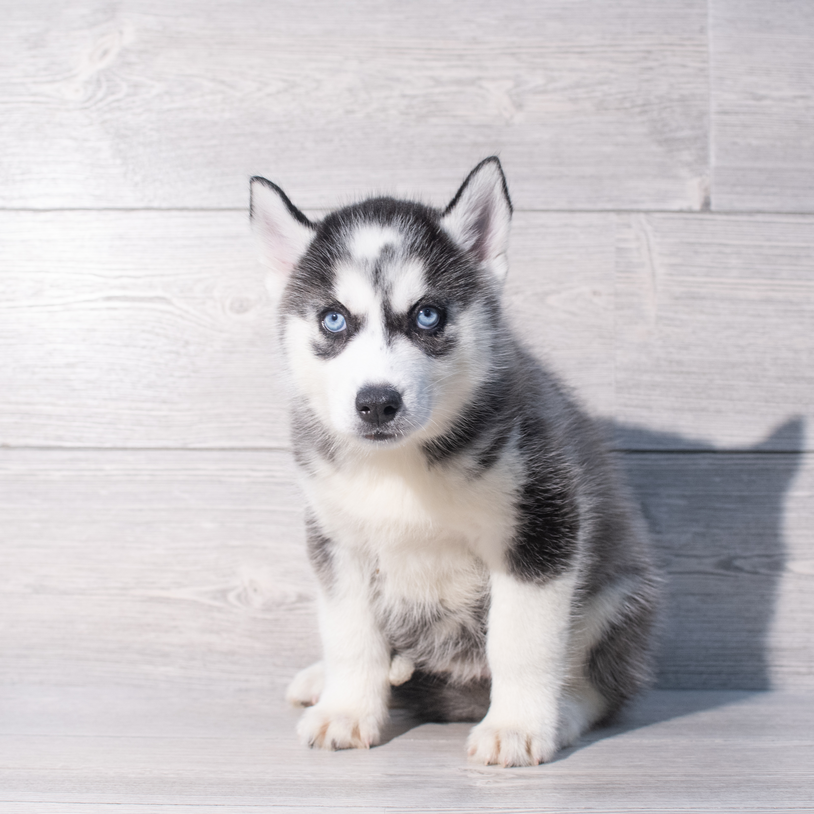 Siberian Husky (F) 2043 Image #1