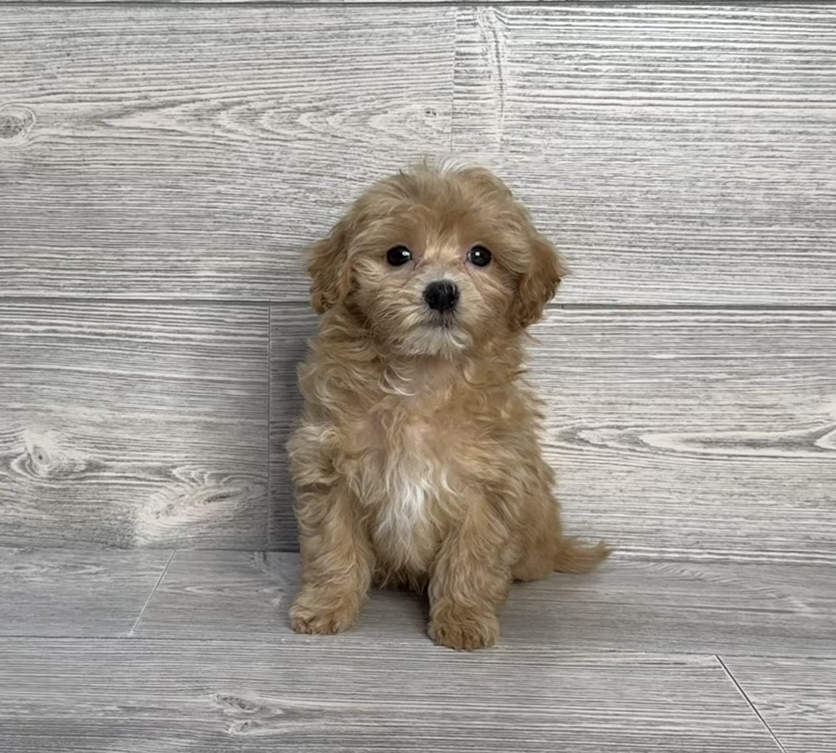 Maltipoo (M) 2070 Image #1