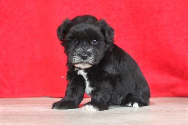 Miniature Schnauzer (M) 5473 Image #2